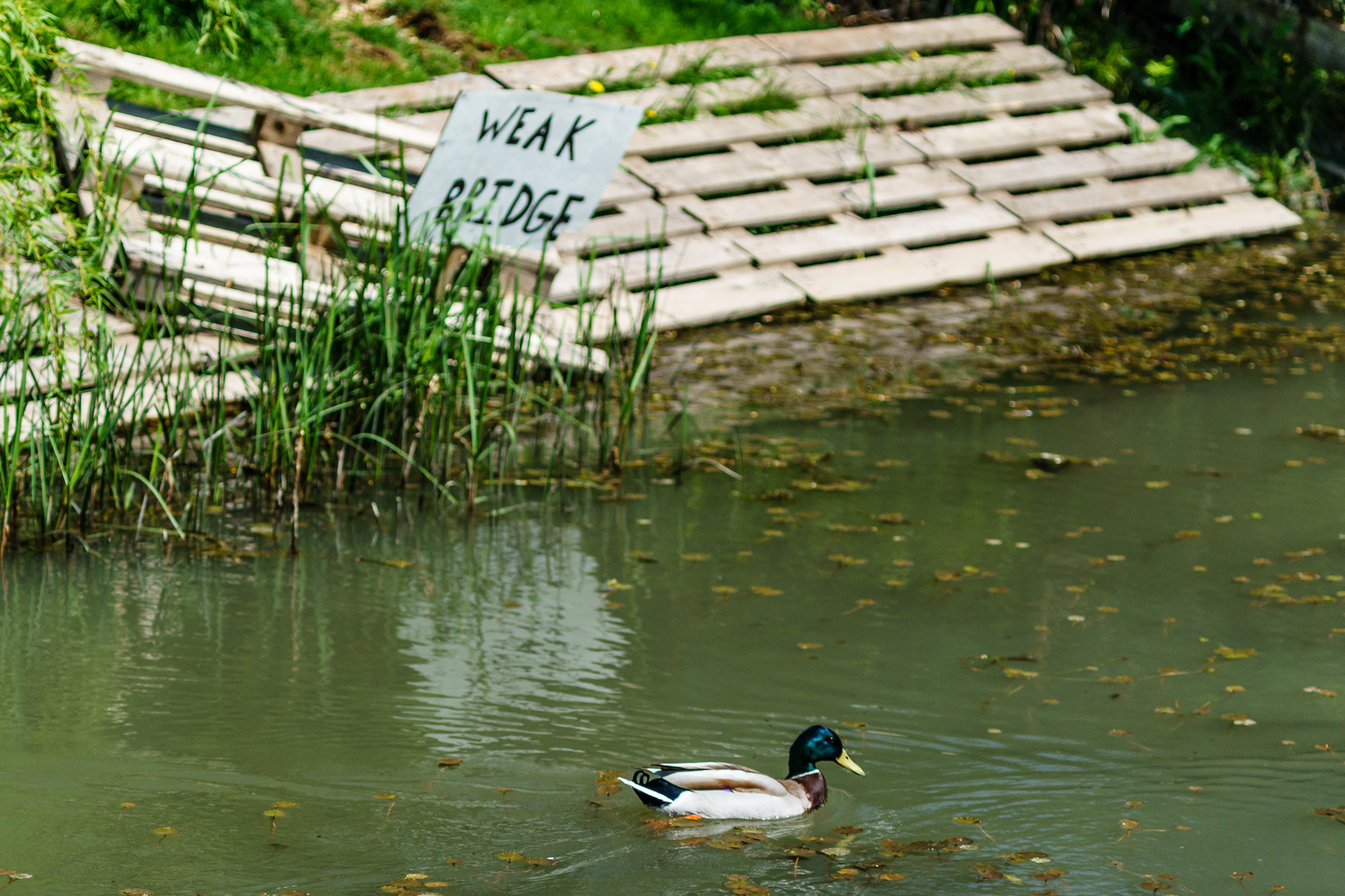 Sony a7 + Minolta AF 70-210mm F4 Macro sample photo. Weak bridge photography