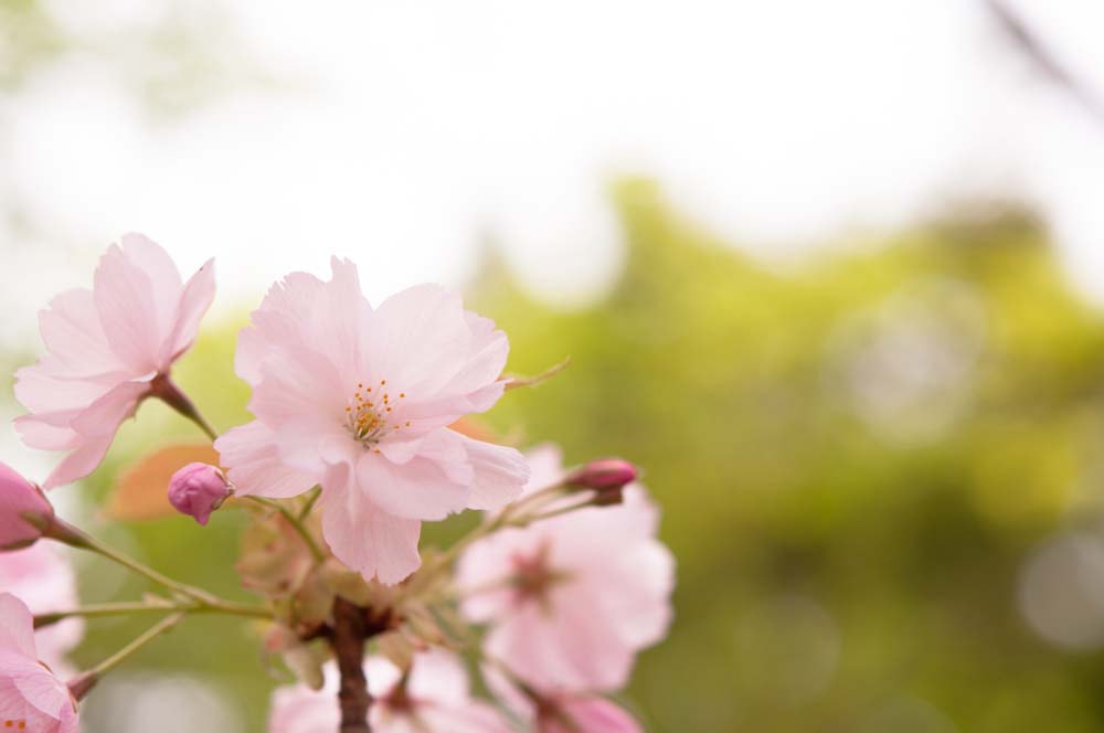 Nikon AF-S Micro-Nikkor 60mm F2.8G ED sample photo. Up photography