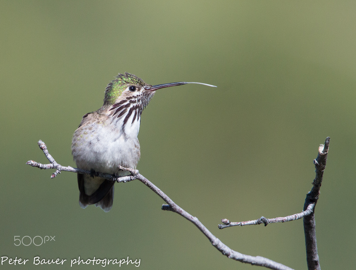 Canon EF 400mm F4.0 DO IS USM sample photo. Calliope hummingbird photography
