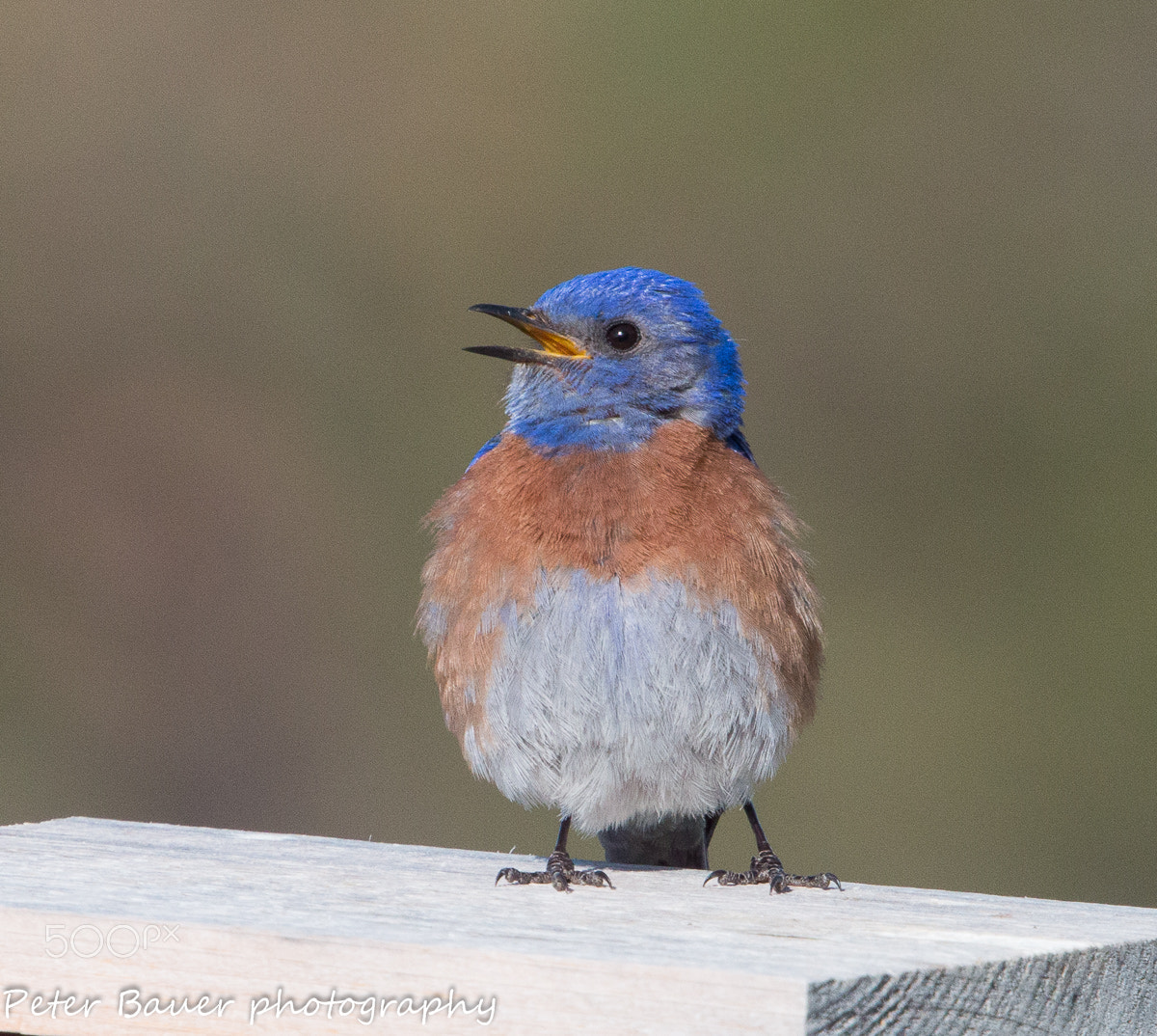 Canon EF 400mm F4.0 DO IS USM sample photo. Western bluebird photography
