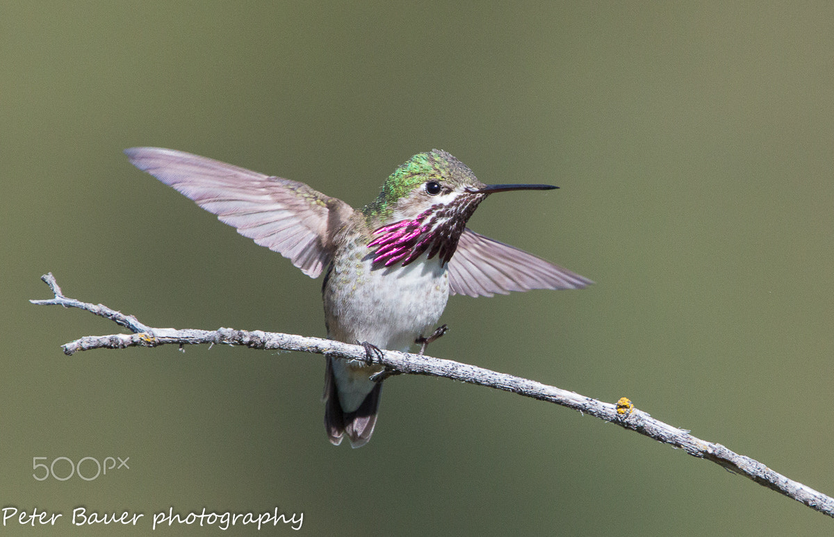 Canon EF 400mm F4.0 DO IS USM sample photo. Balancing calliope photography