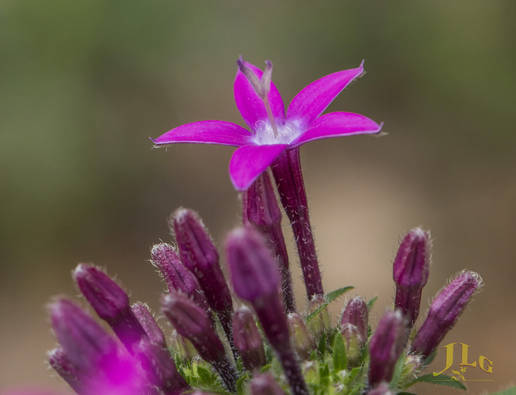 Canon EOS 650D (EOS Rebel T4i / EOS Kiss X6i) sample photo. Pink star photography