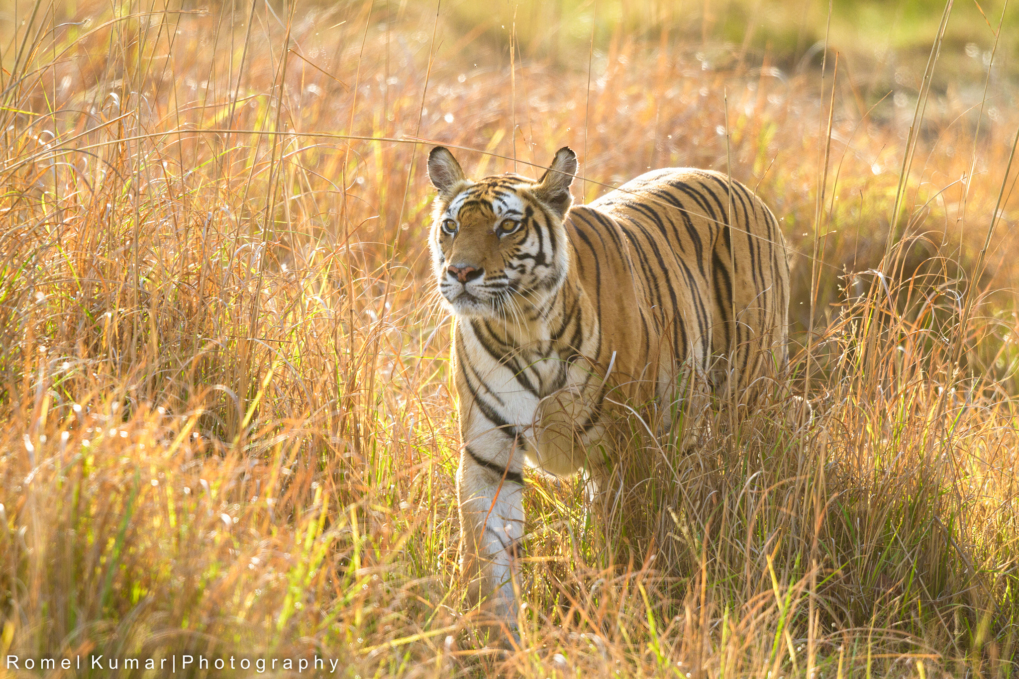 Canon EF 500mm F4L IS II USM sample photo. Rajbehra tigress photography