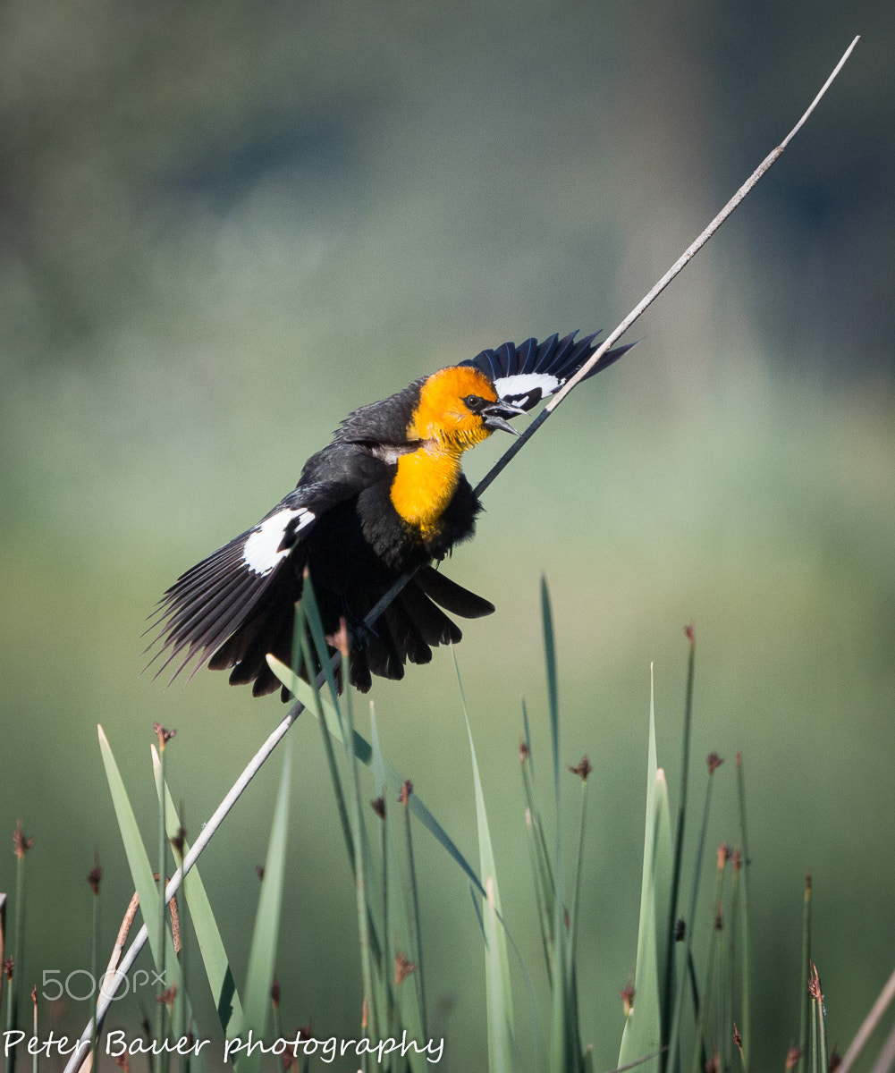 Canon EF 400mm F4.0 DO IS USM sample photo. Yellowheaded blackbirds, wings spread photography