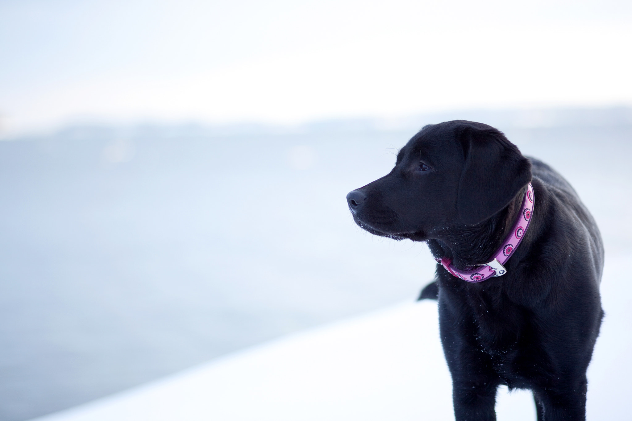 Sigma 105mm F2.8 EX DG Macro sample photo. Lola at the seashore photography