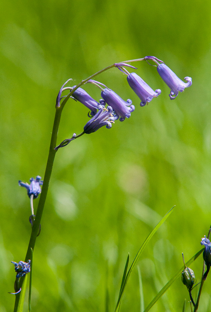 Canon EOS 40D + Sigma 100-300mm f/4 sample photo. Bluebells2 photography
