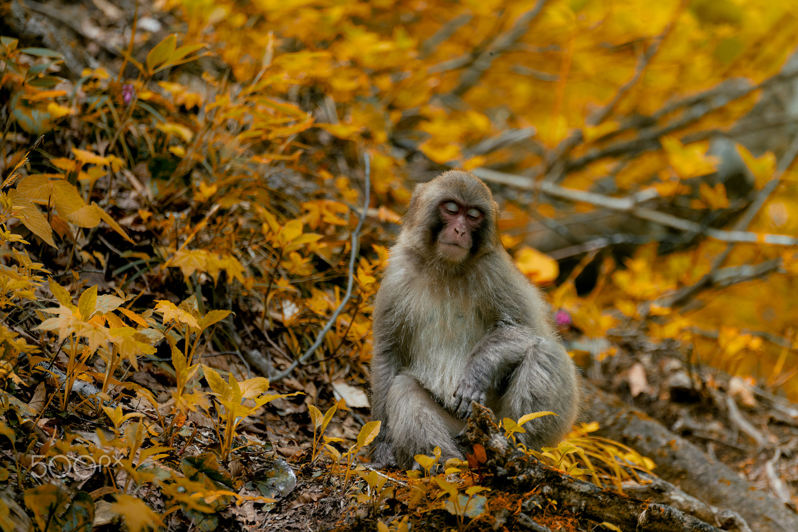 Sony 70-300mm F4.5-5.6 G SSM II sample photo. Siesta photography