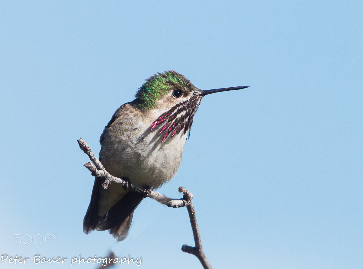 Canon EF 400mm F4.0 DO IS USM sample photo. Calliope hummingbird photography