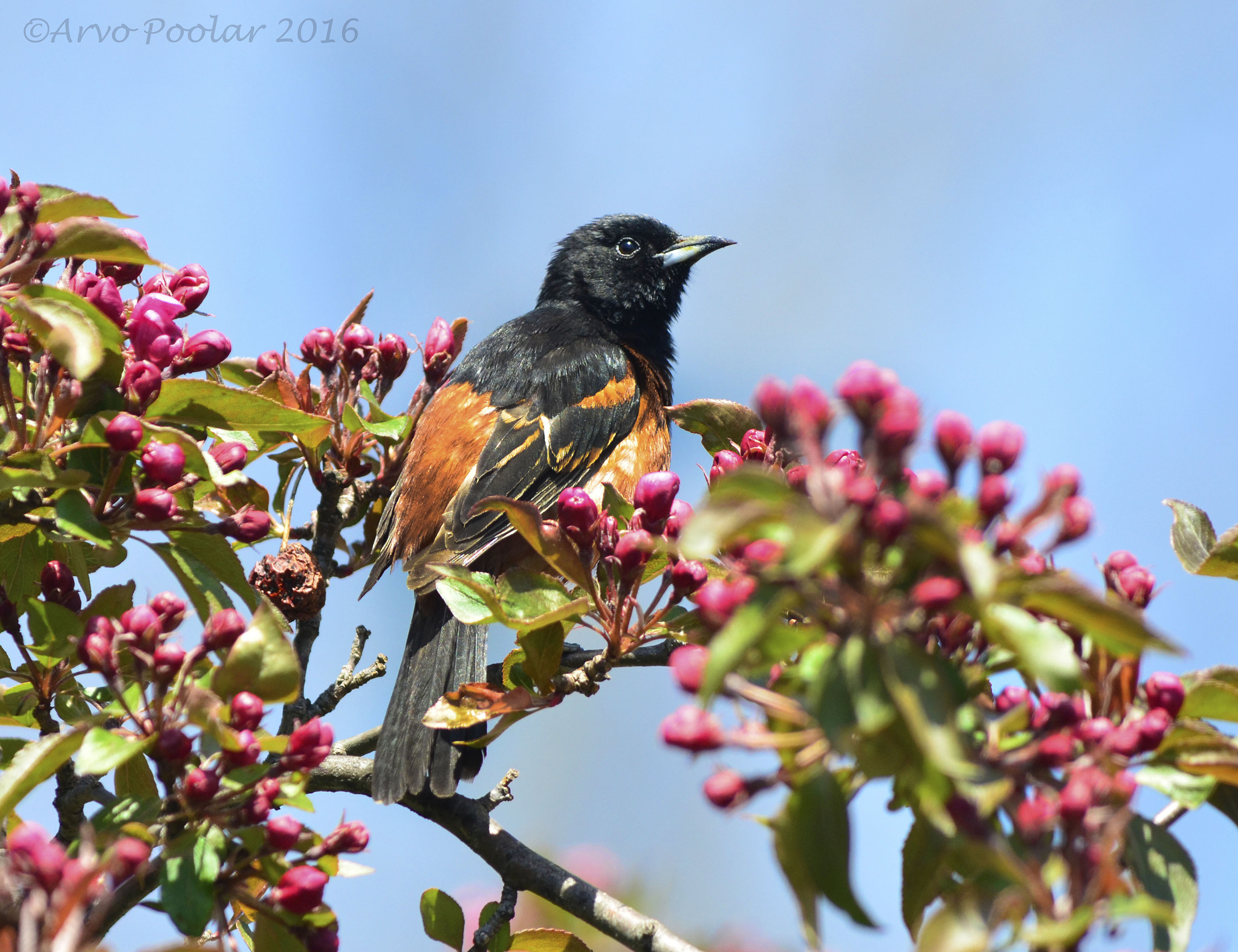 AF Zoom-Nikkor 24-120mm f/3.5-5.6D IF sample photo. Orchard oriole photography