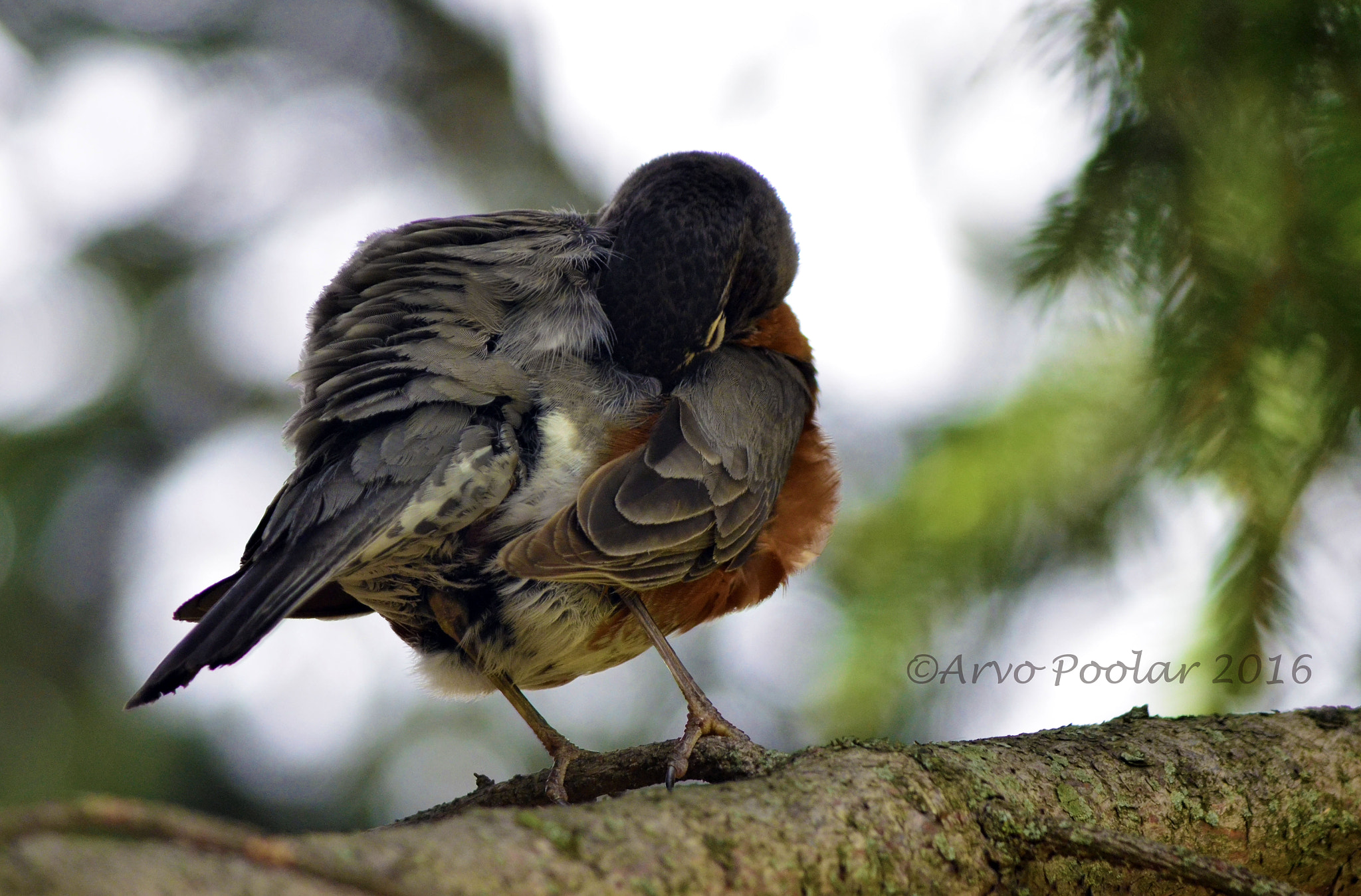 AF Zoom-Nikkor 75-240mm f/4.5-5.6D sample photo. Robin photography