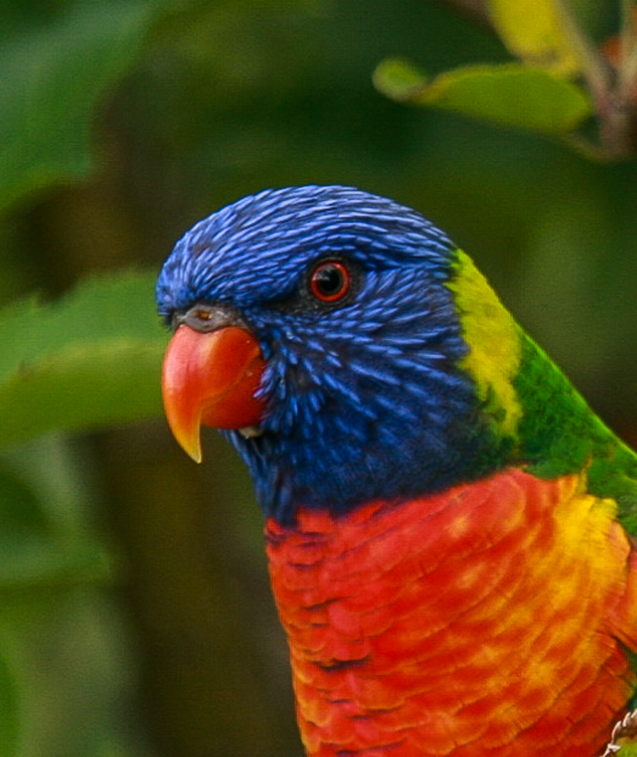 Canon EOS 40D sample photo. Rainbow lorikeet photography