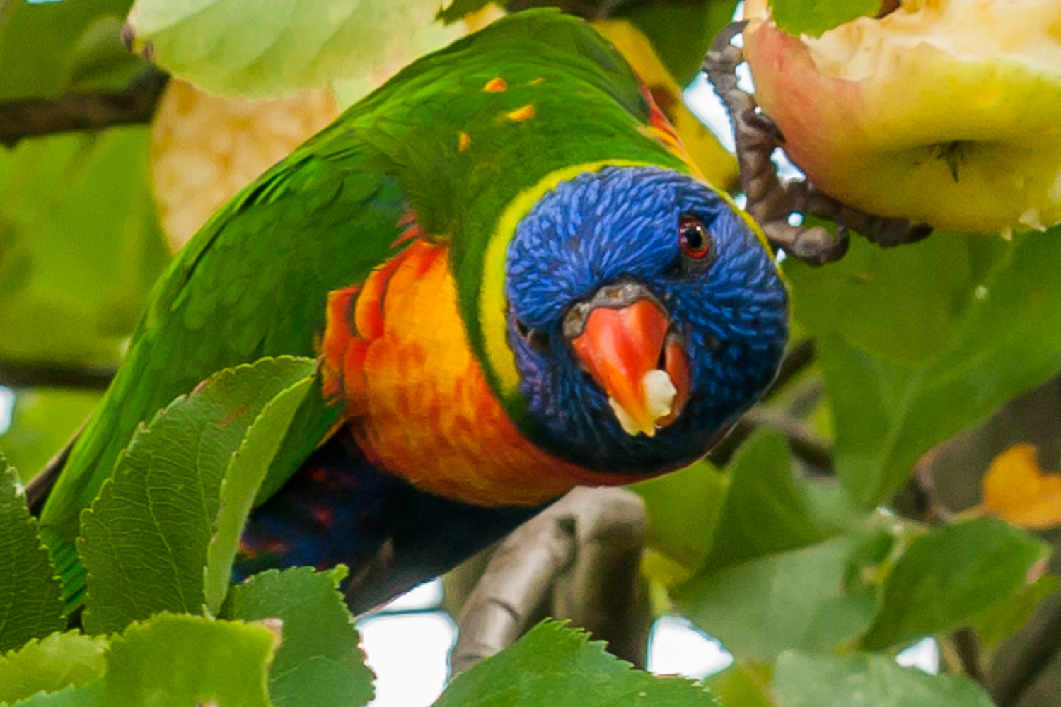 Canon EOS 40D sample photo. Rainbow lorikeet photography