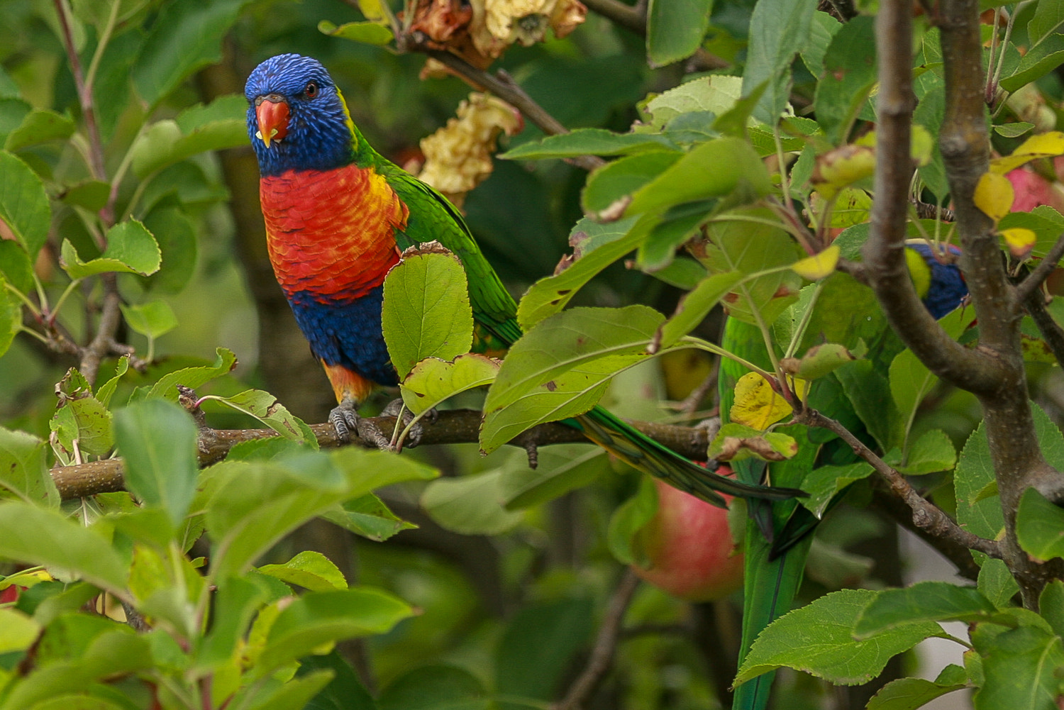 Canon EOS 40D sample photo. Rainbow lorikeet photography