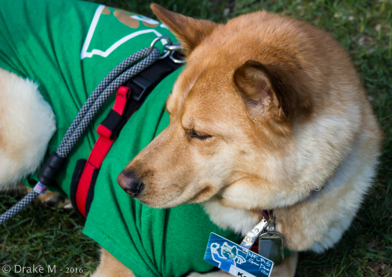 Canon EF 28-135mm F3.5-5.6 IS USM sample photo. Mnfurs 2-16 spring picnic photography