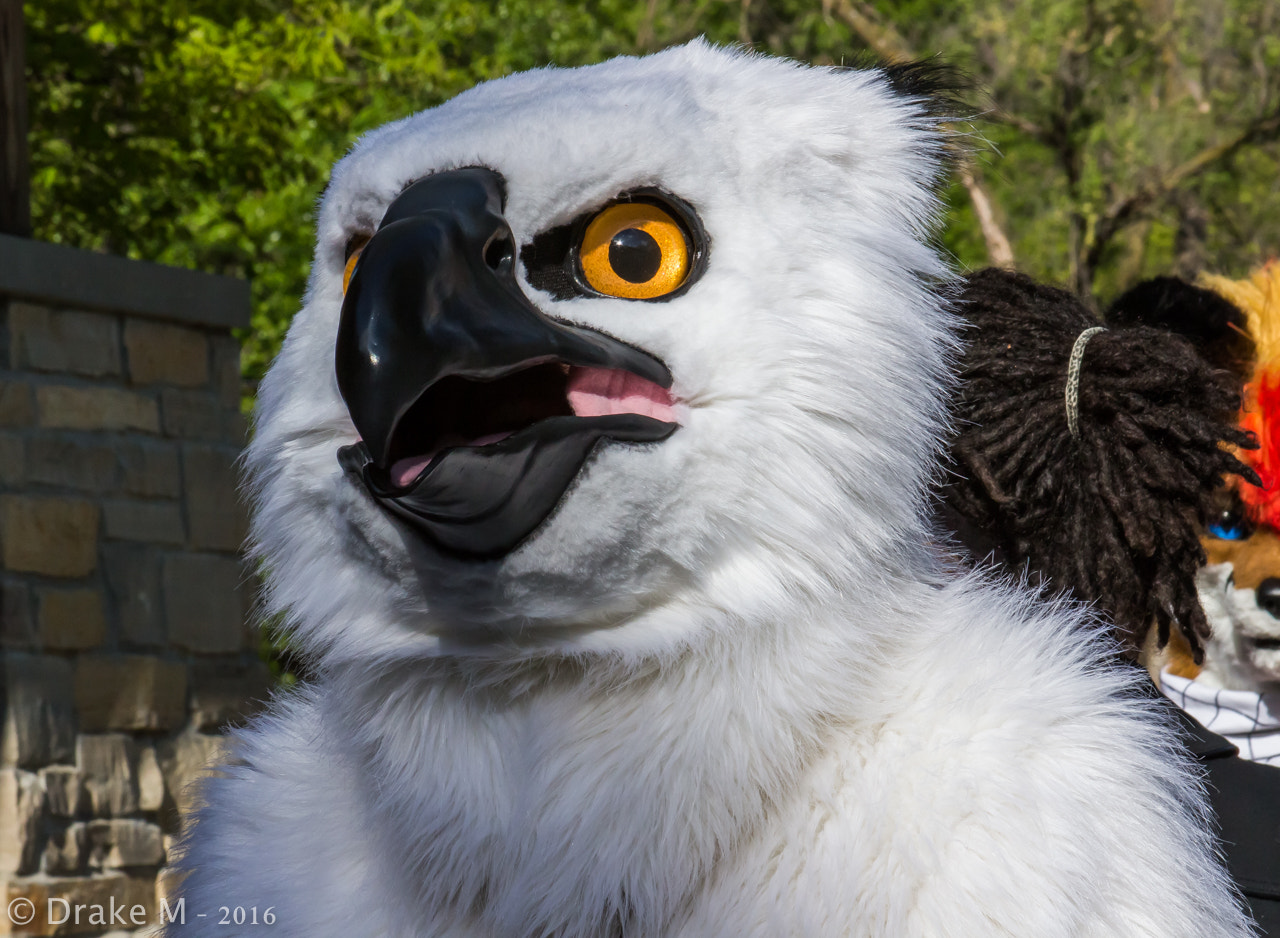 Canon EF 28-135mm F3.5-5.6 IS USM sample photo. Mnfurs 2-16 spring picnic photography