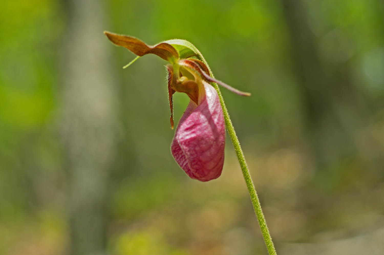 Pentax K-r + HD Pentax DA 70mm F2.4 AL Limited sample photo. Pink lady's slipper photography