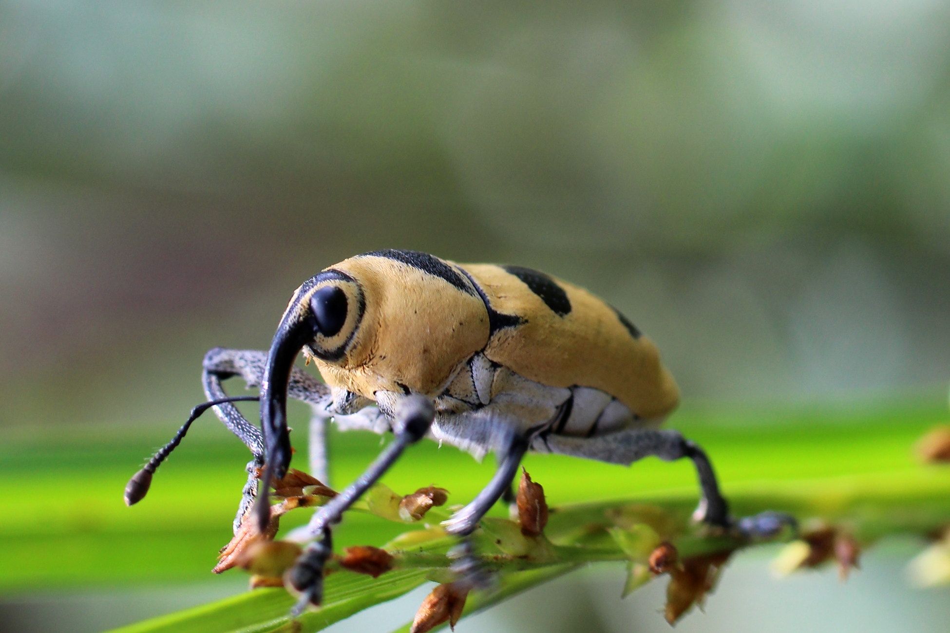 Canon EF 50mm F2.5 Macro sample photo. Tanque photography