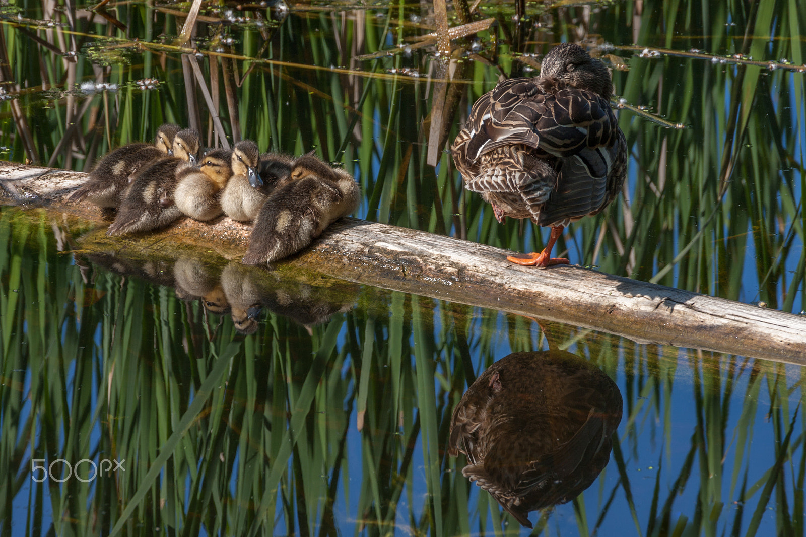 Sigma 18-250mm F3.5-6.3 DC OS HSM sample photo. Morning nap photography