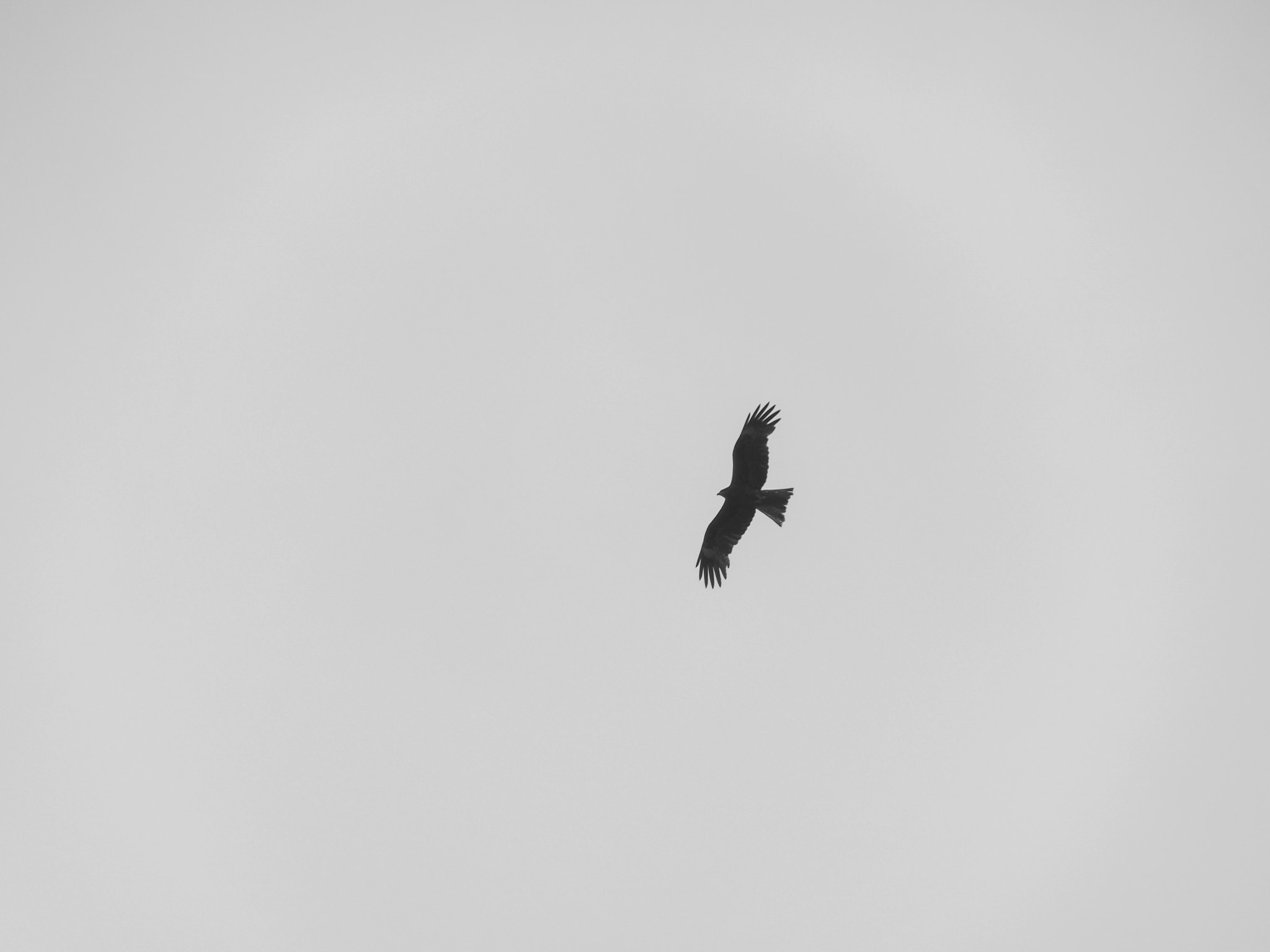Olympus OM-D E-M5 II sample photo. Loner photography
