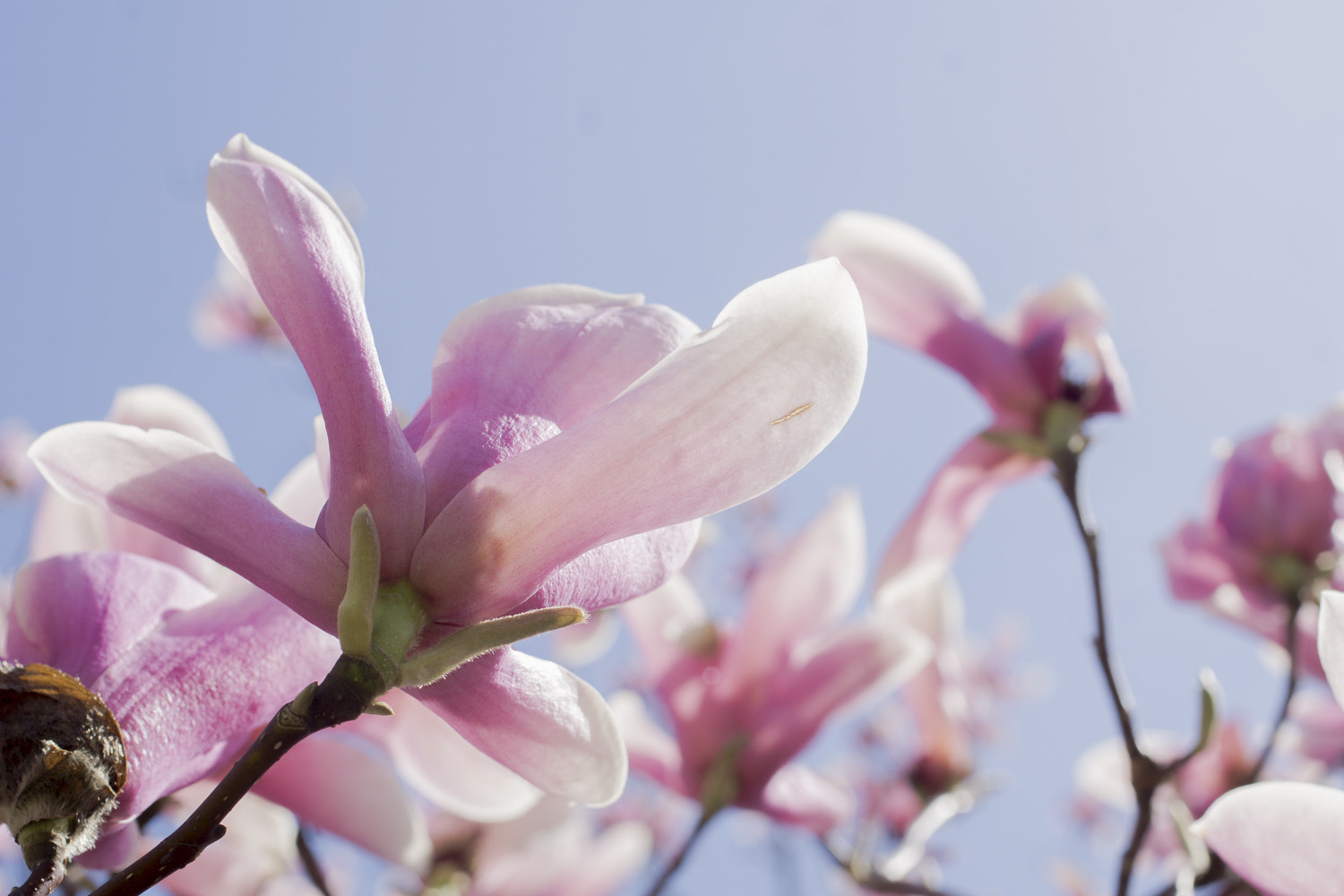 Sony a6000 + Canon EF 50mm F2.5 Macro sample photo. The daily percyscope 038 photography