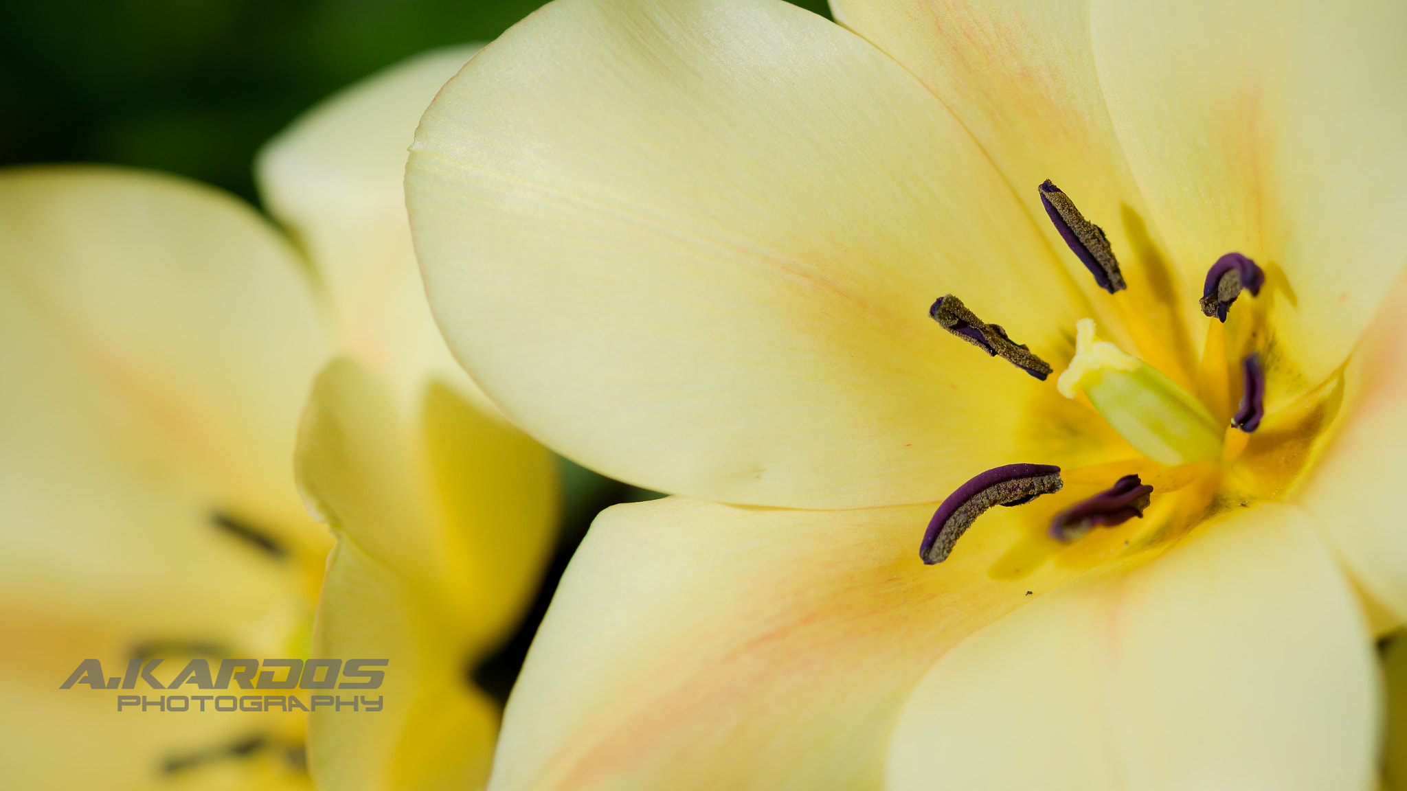 Canon EF 100mm F2.8 Macro USM sample photo. Yellow 3 - montreal botanical garden photography
