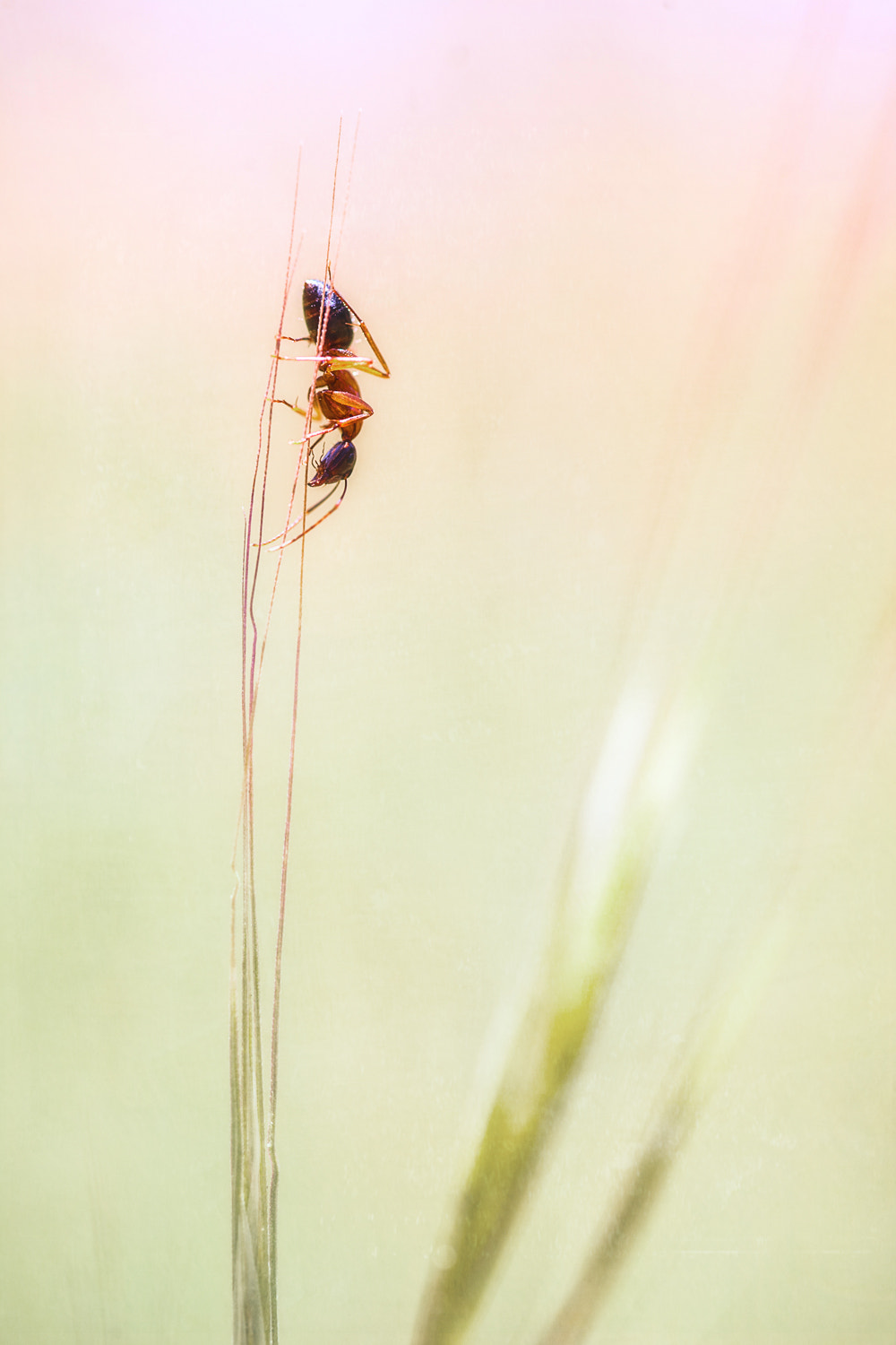 Sigma 105mm F2.8 EX DG OS HSM sample photo. Fourmitext photography