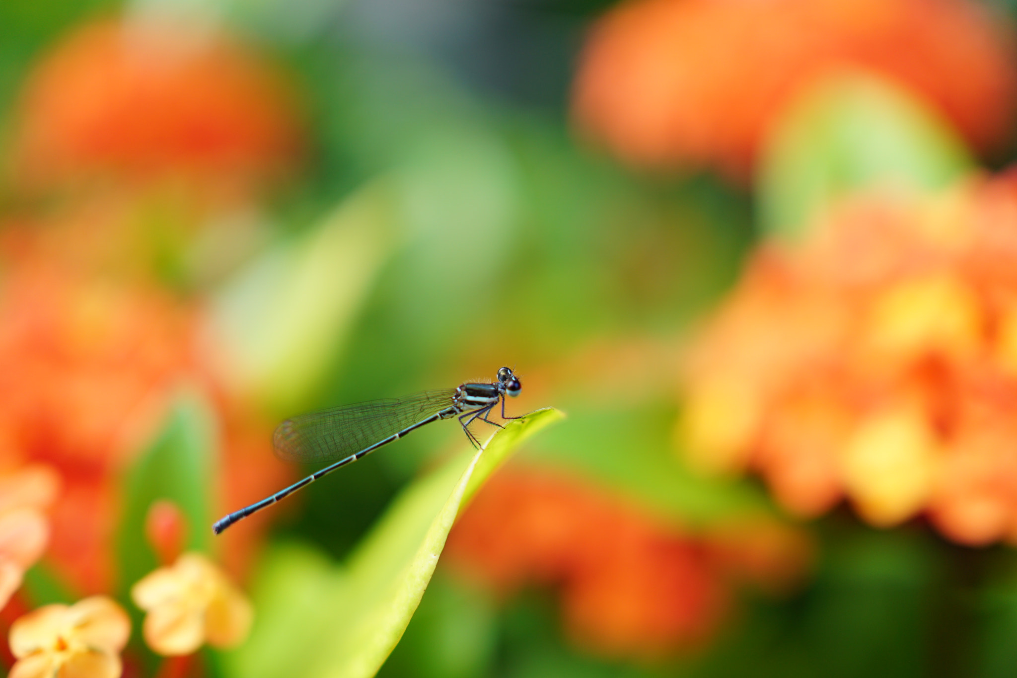 Sony a5100 + Sony Sonnar T* E 24mm F1.8 ZA sample photo. Thank you for staying photography