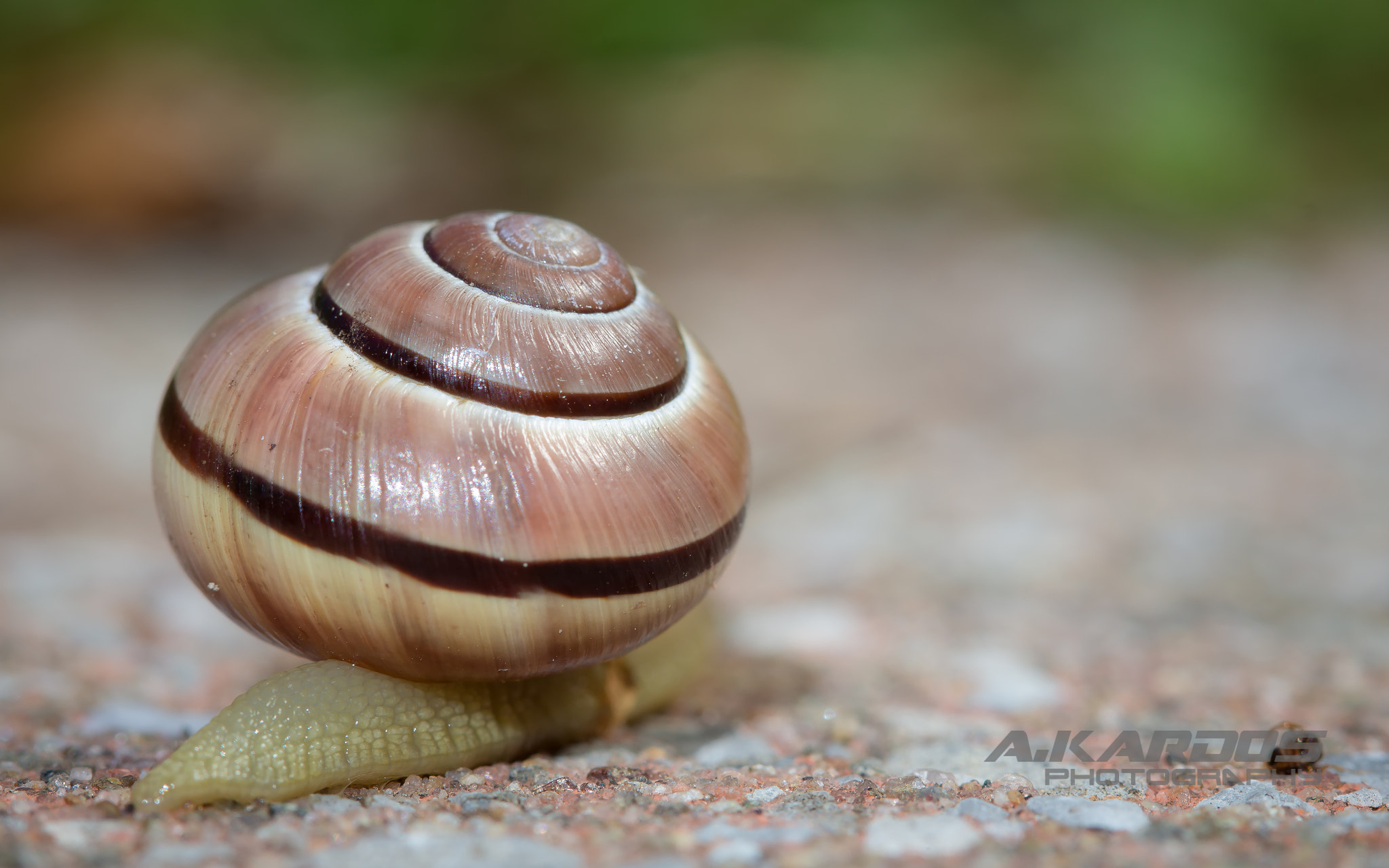 Canon EF 100mm F2.8 Macro USM sample photo. Escargot 2 - montreal botanical garden photography