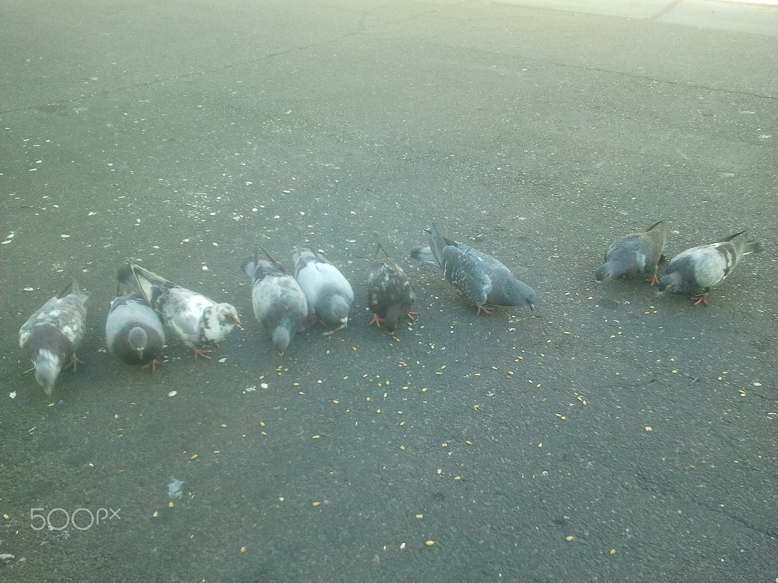 Samsung Galaxy S sample photo. Pigions in a row photography