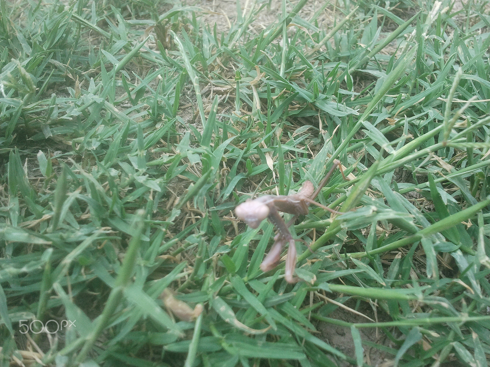 Samsung Galaxy S sample photo. Preying mantis photography