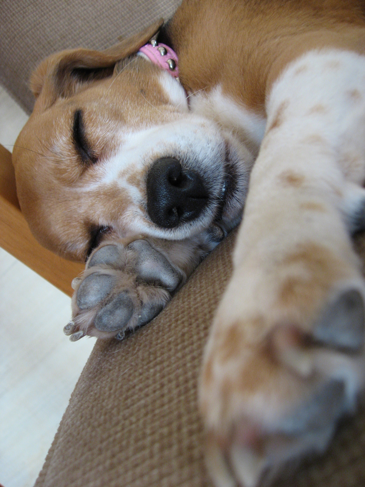 Canon IXY DIGITAL 800 IS sample photo. Sleeping photography