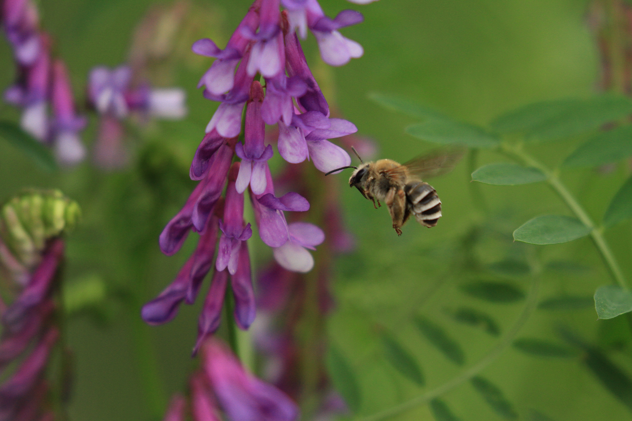 Canon EF 100-400mm F4.5-5.6L IS II USM sample photo. Honey bee  野の花とミツバチ photography