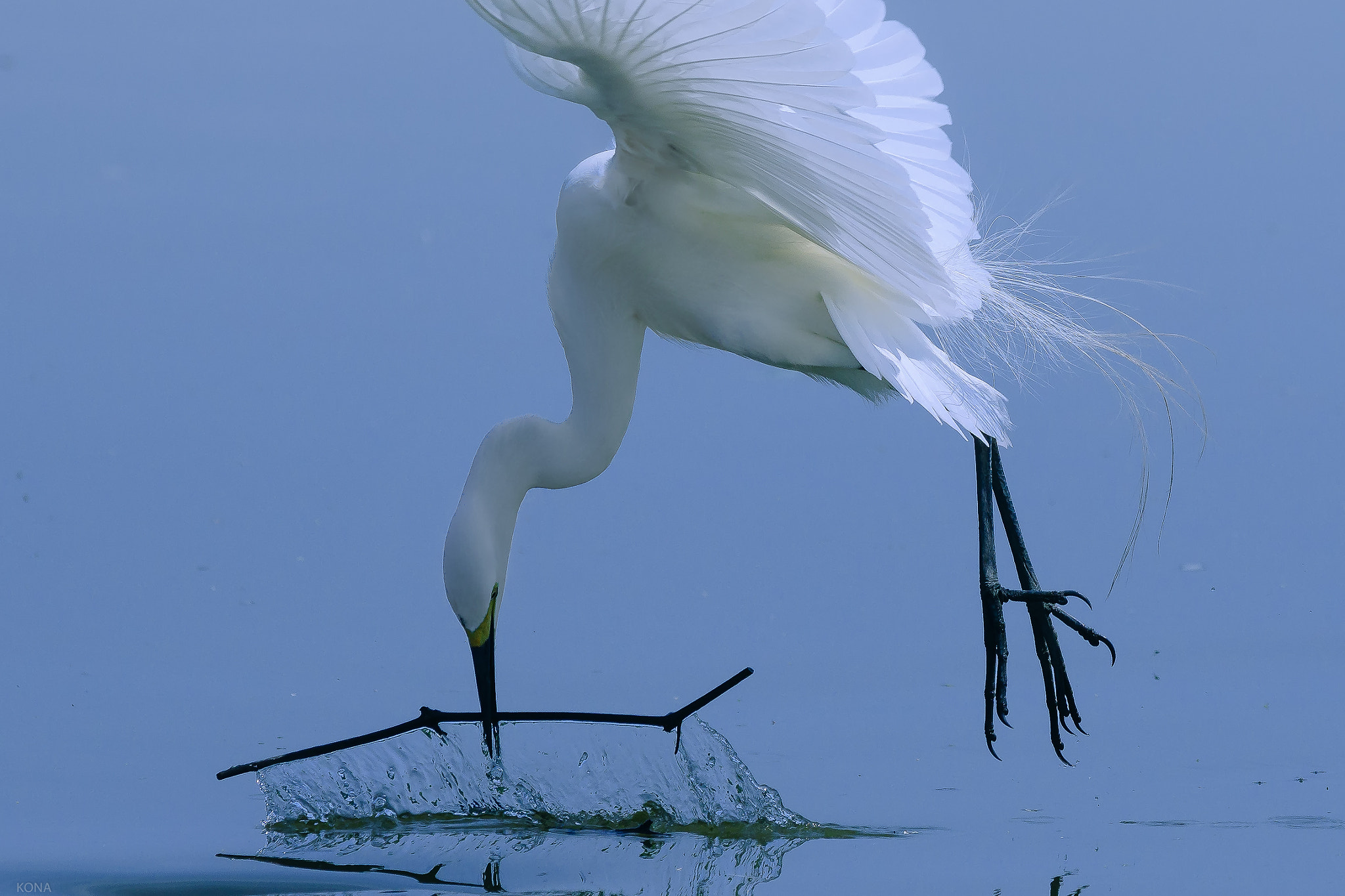 Nikon AF-S Nikkor 400mm F2.8G ED VR II sample photo. Sagi photography