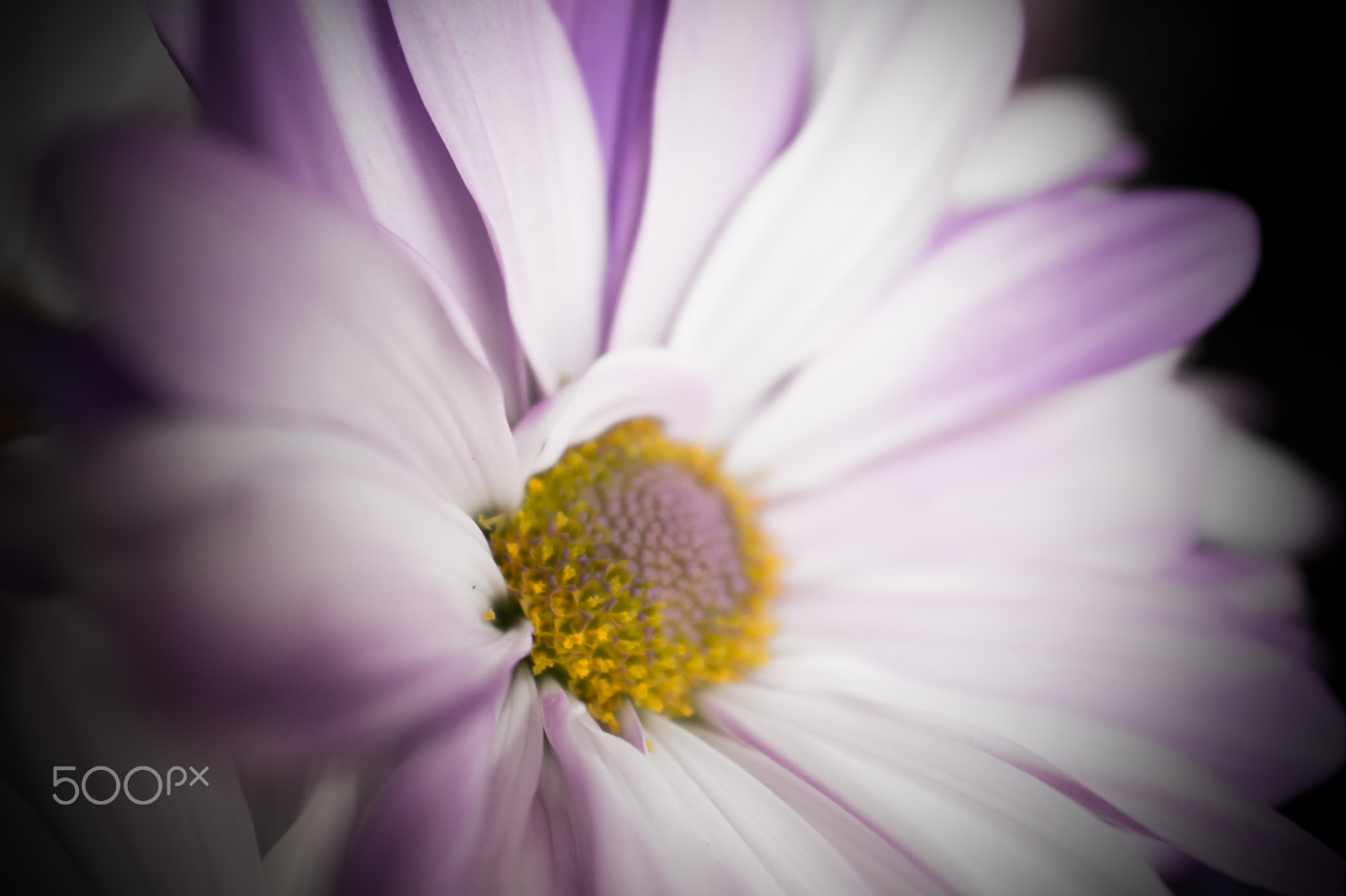 AF Zoom-Nikkor 28-85mm f/3.5-4.5 sample photo. A hint of color photography