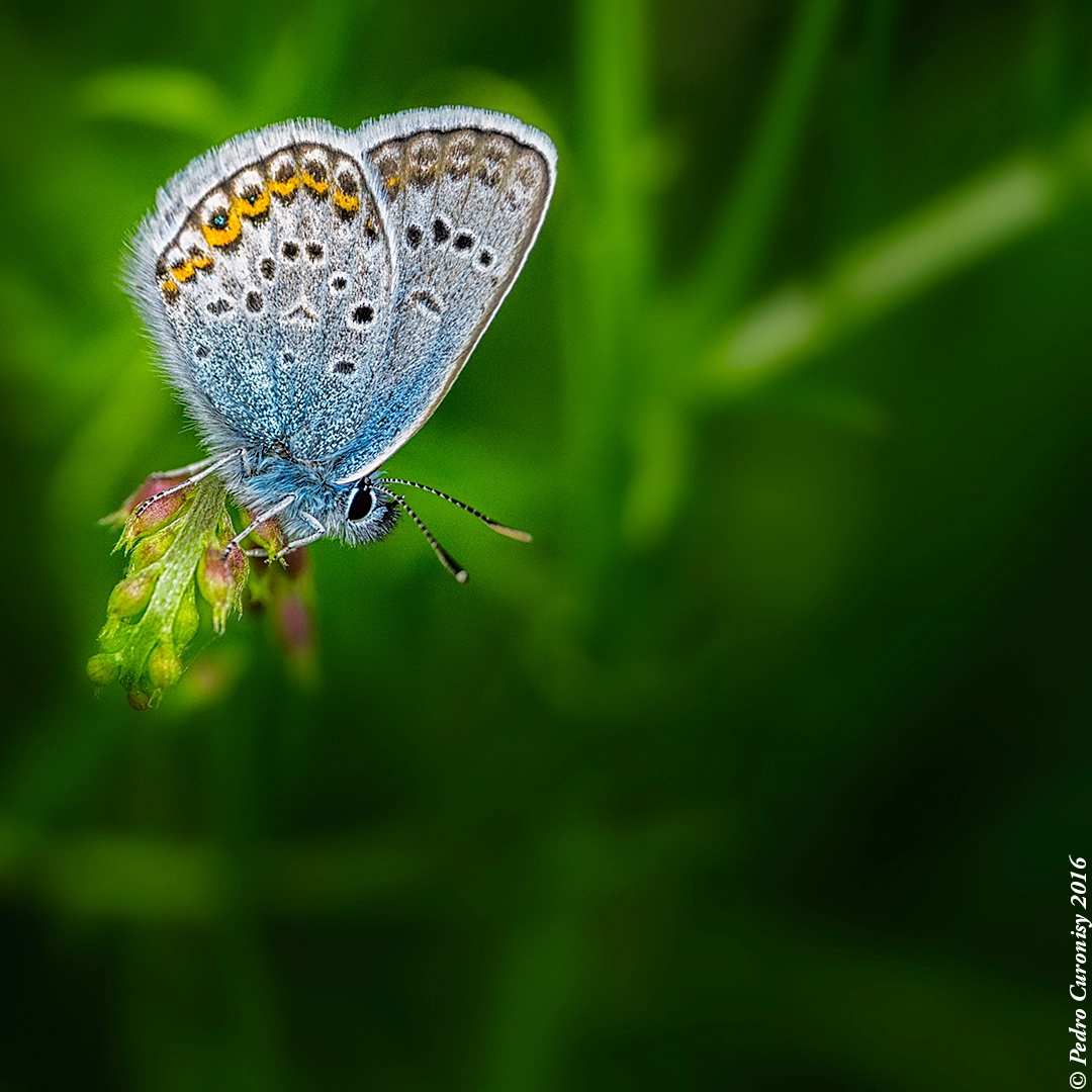 Olympus OM-D E-M1 + M.300mm F4.0 + MC-14 sample photo. Mariposa photography