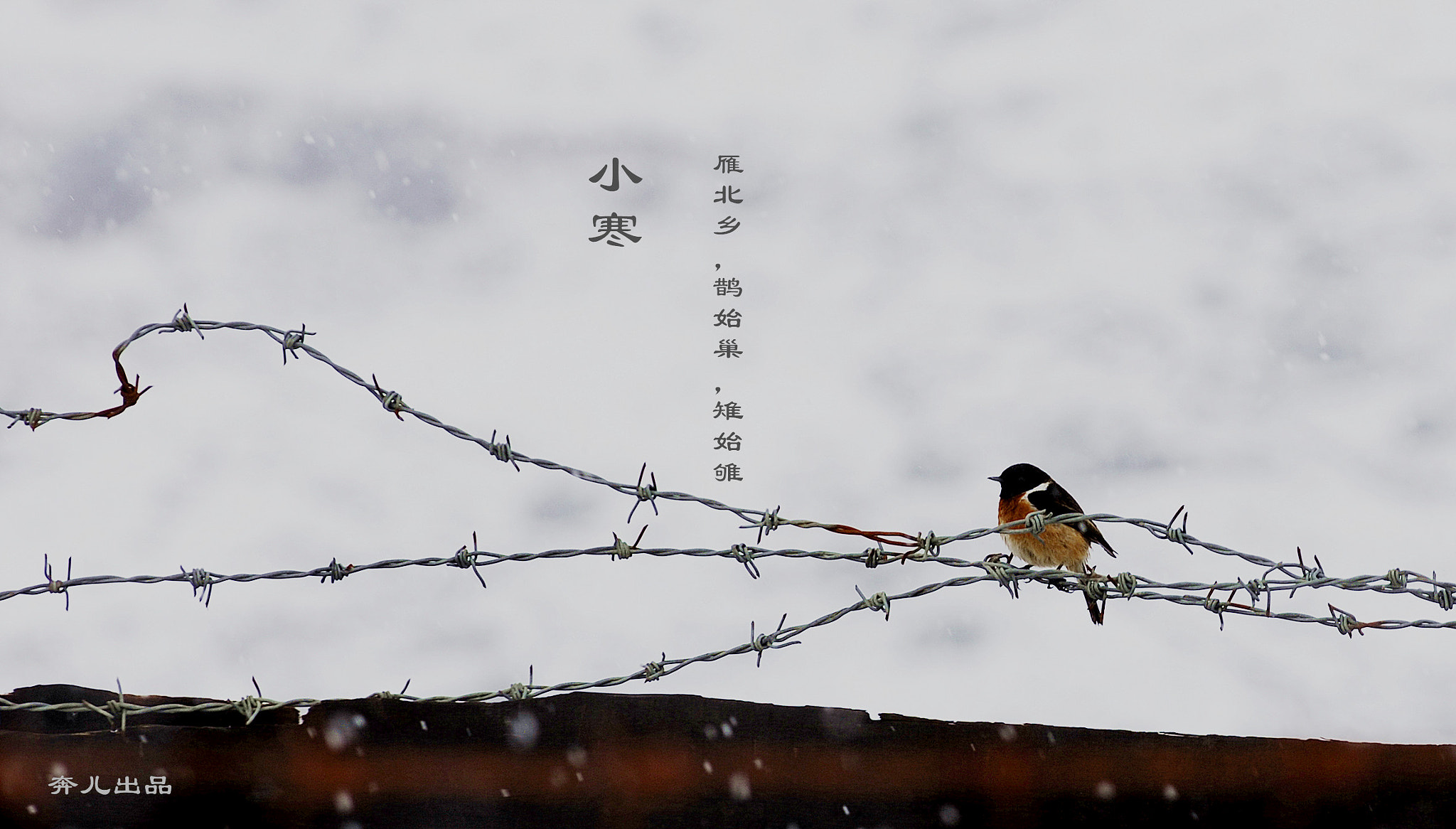 Nikon D2X sample photo. 中甸黑颈鹤 () photography