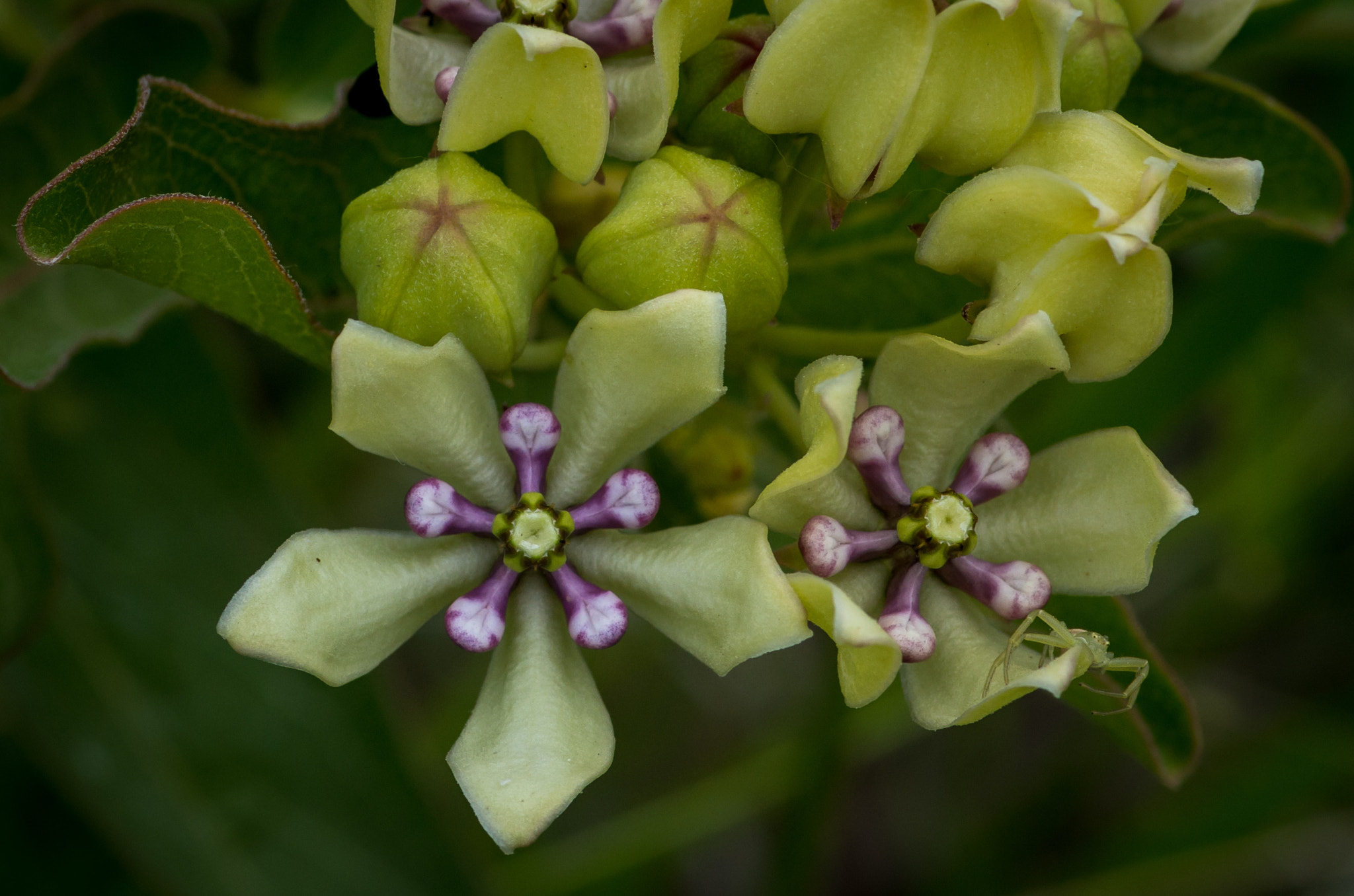 Pentax smc D-FA 100mm F2.8 Macro WR sample photo. _igp7147.jpg photography