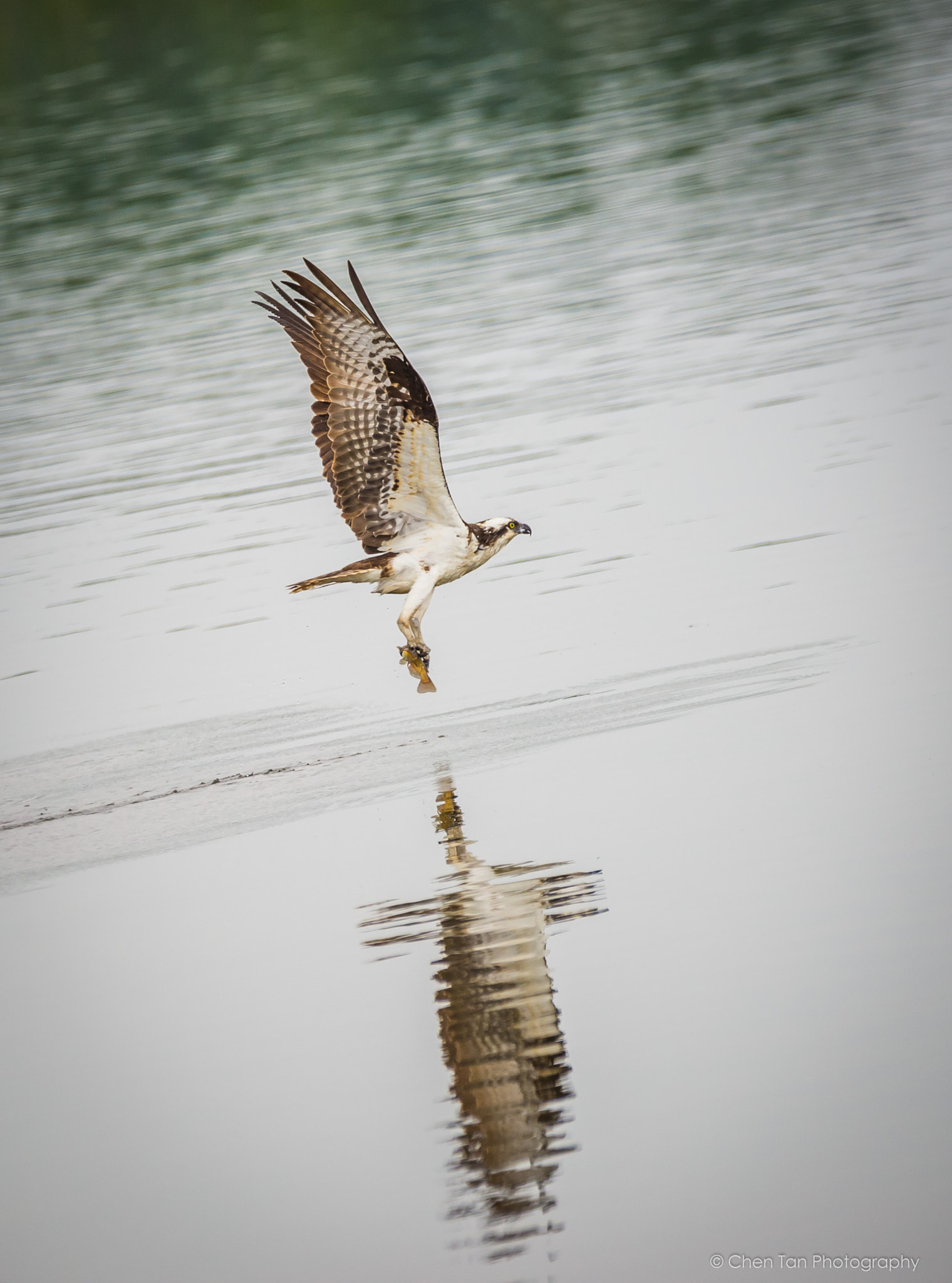 Sigma 150-600mm F5-6.3 DG OS HSM | C sample photo. Iona beach birding photo walk photography