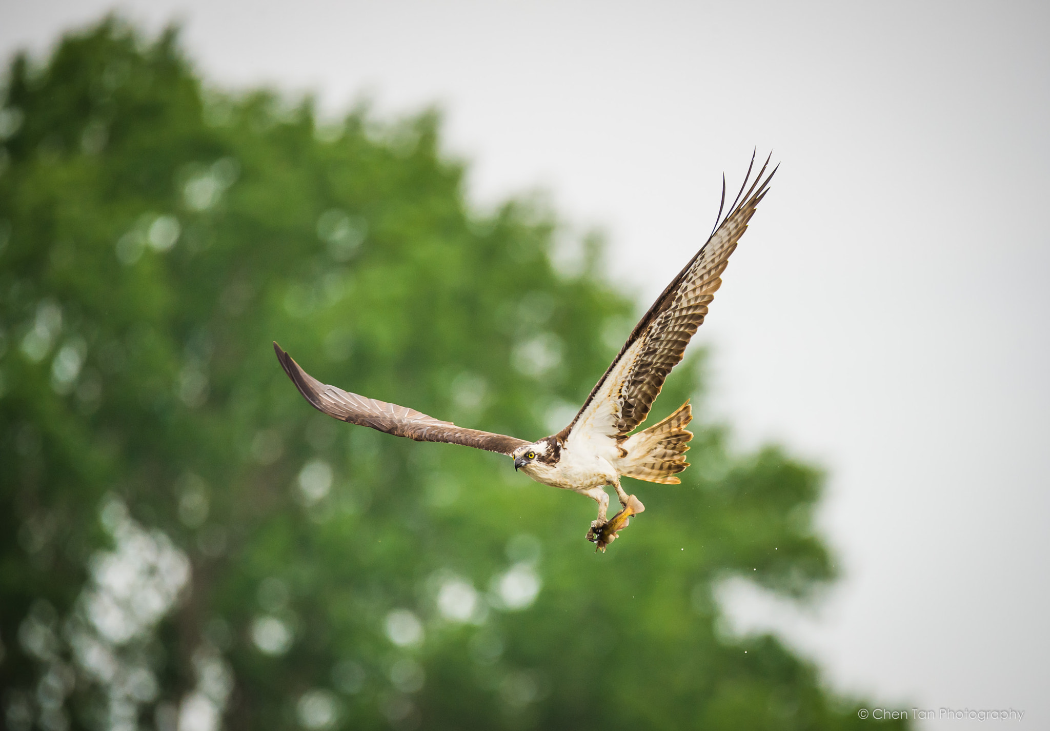Sigma 150-600mm F5-6.3 DG OS HSM | C sample photo. Osprey on the flight photography