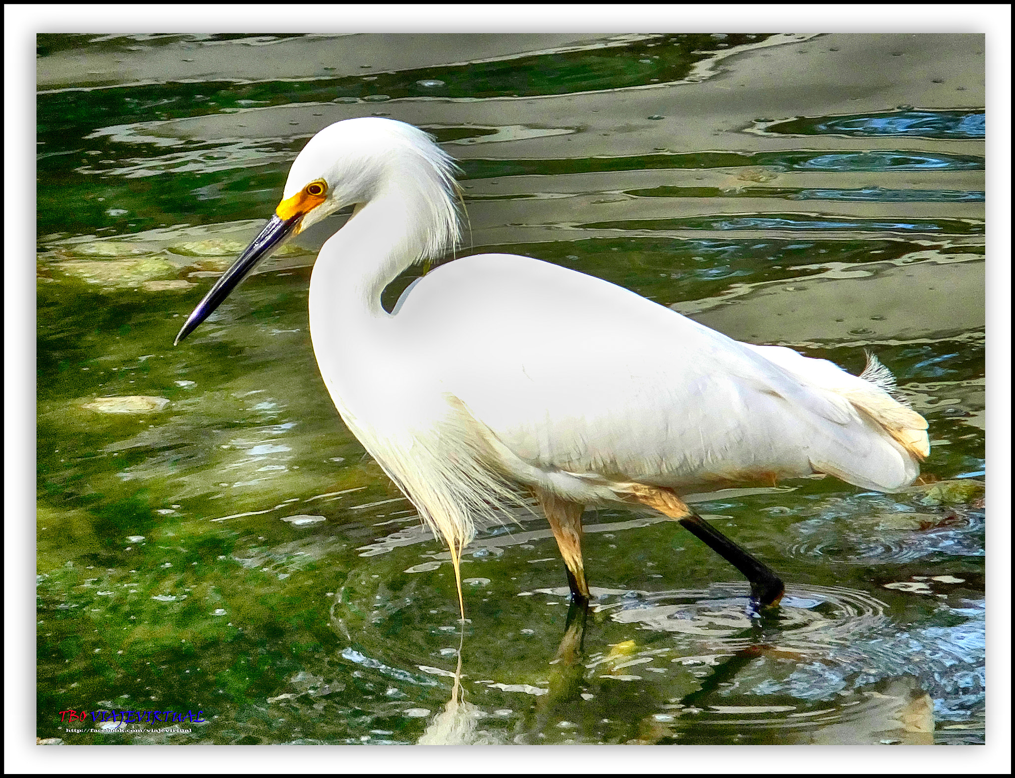 Fujifilm FinePix F850EXR sample photo. White heron, snowy egret photography