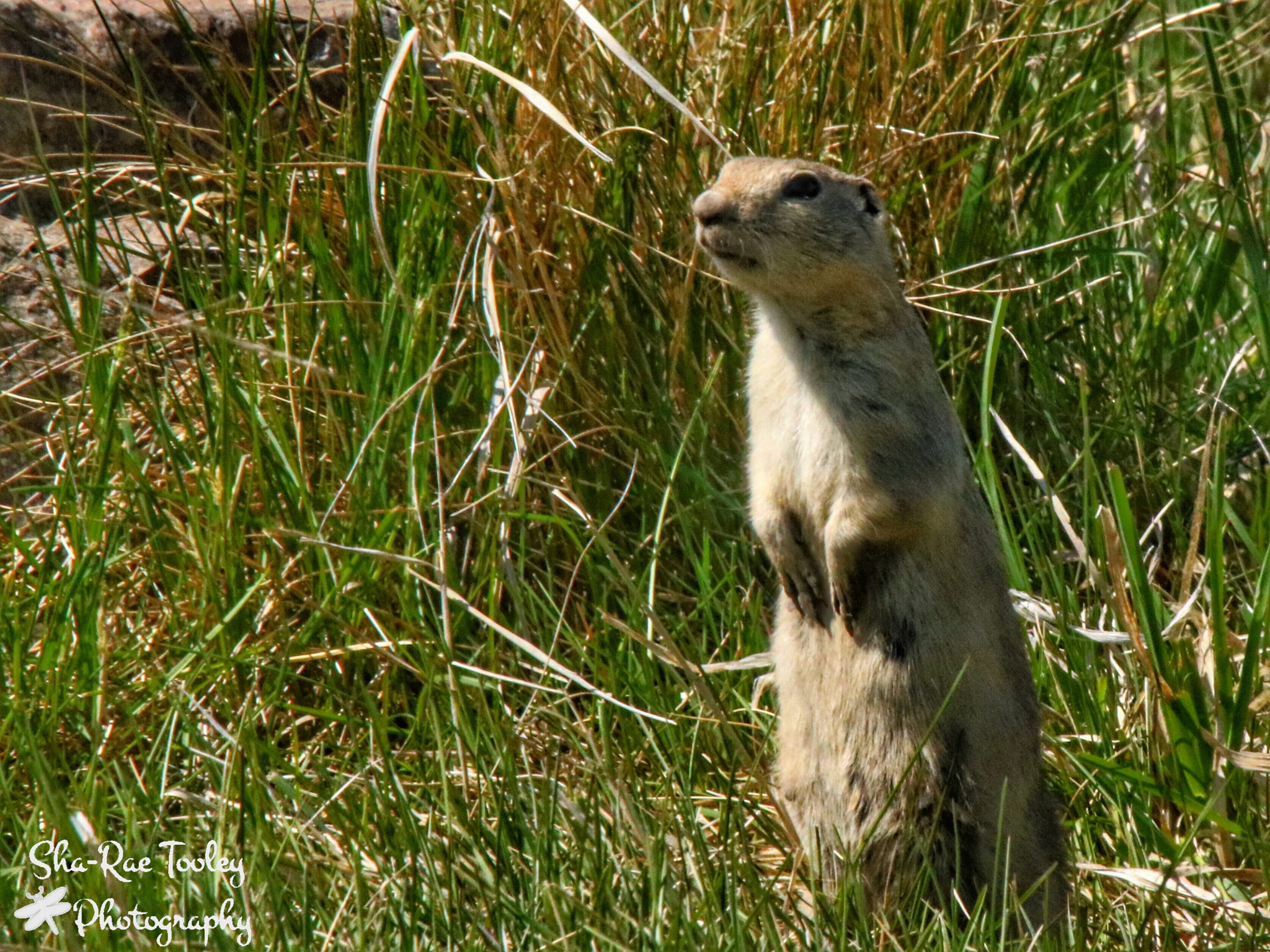 Canon 50-500mm sample photo. Richardson's ground squirrel photography
