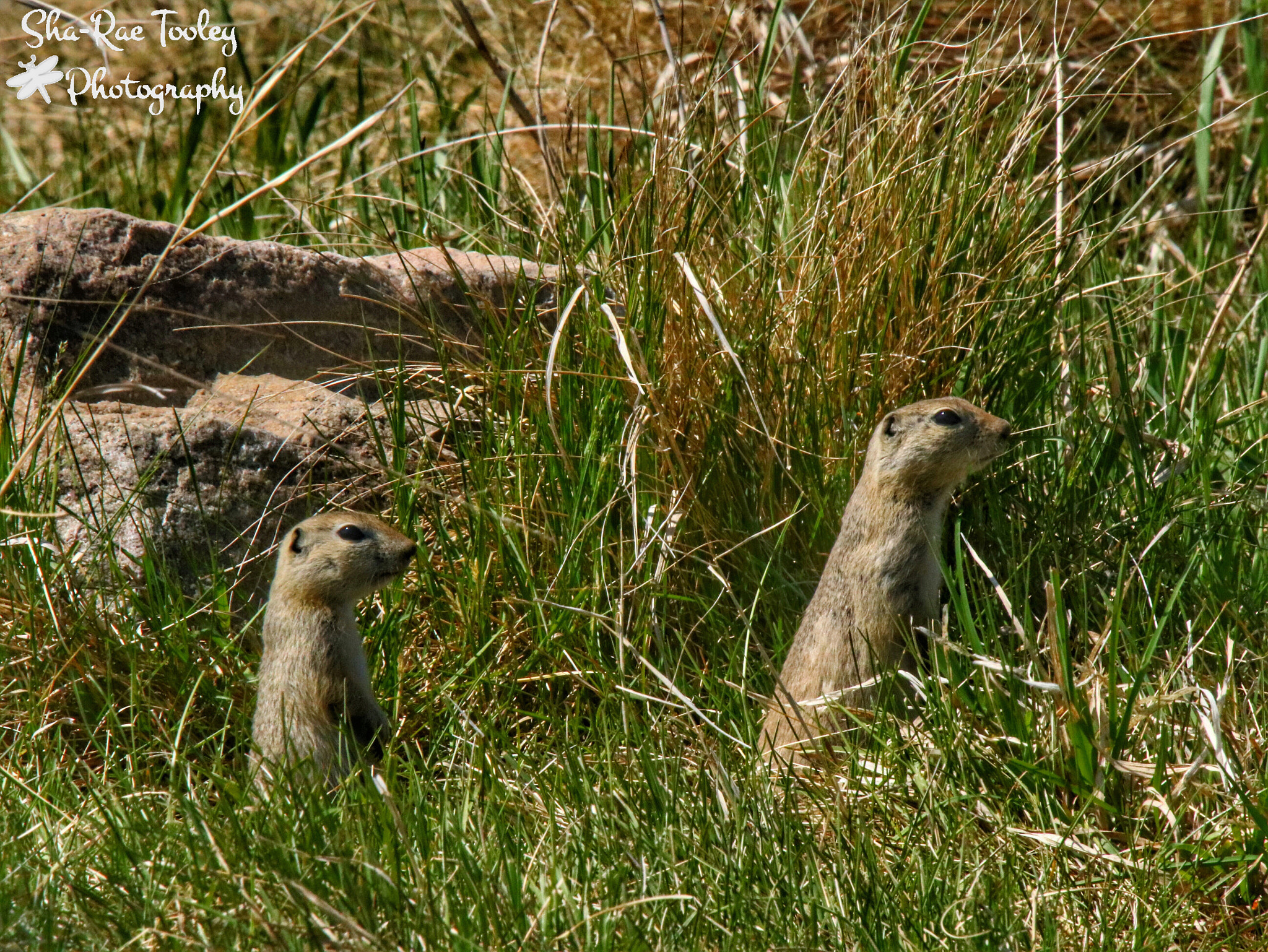 Canon 50-500mm sample photo. Richardson's ground squirrels photography