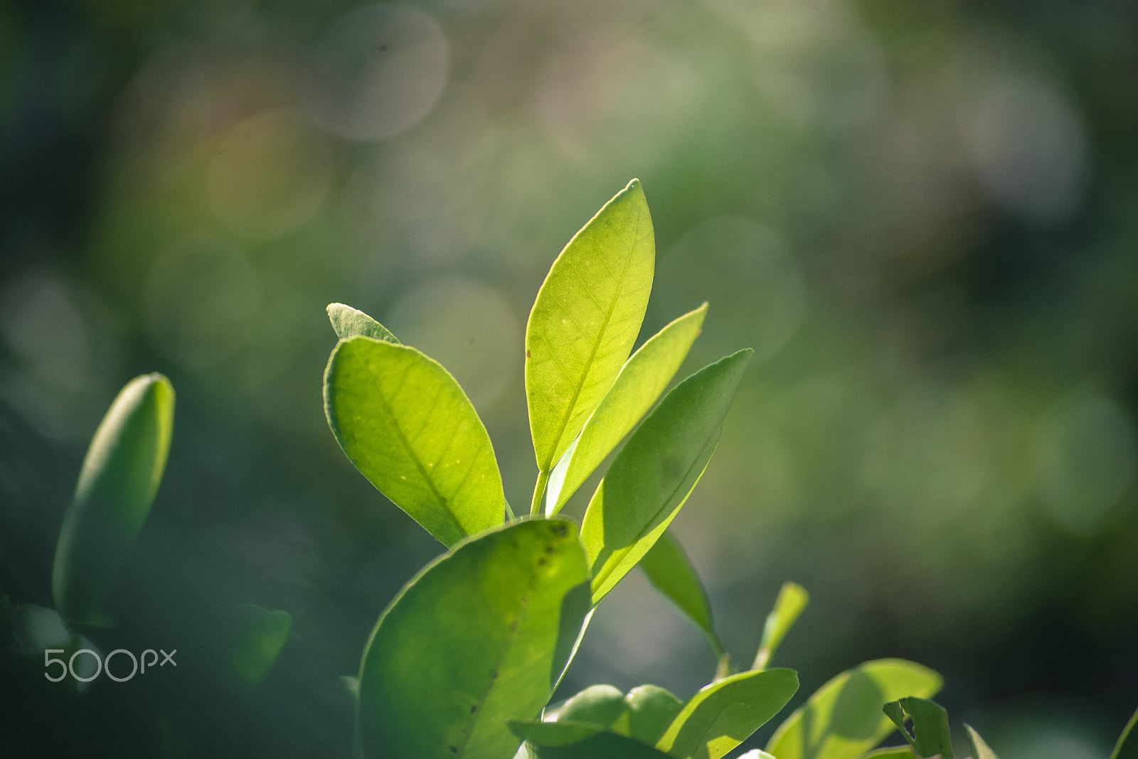 Pentax *ist DL2 sample photo. Citrus japonica photography