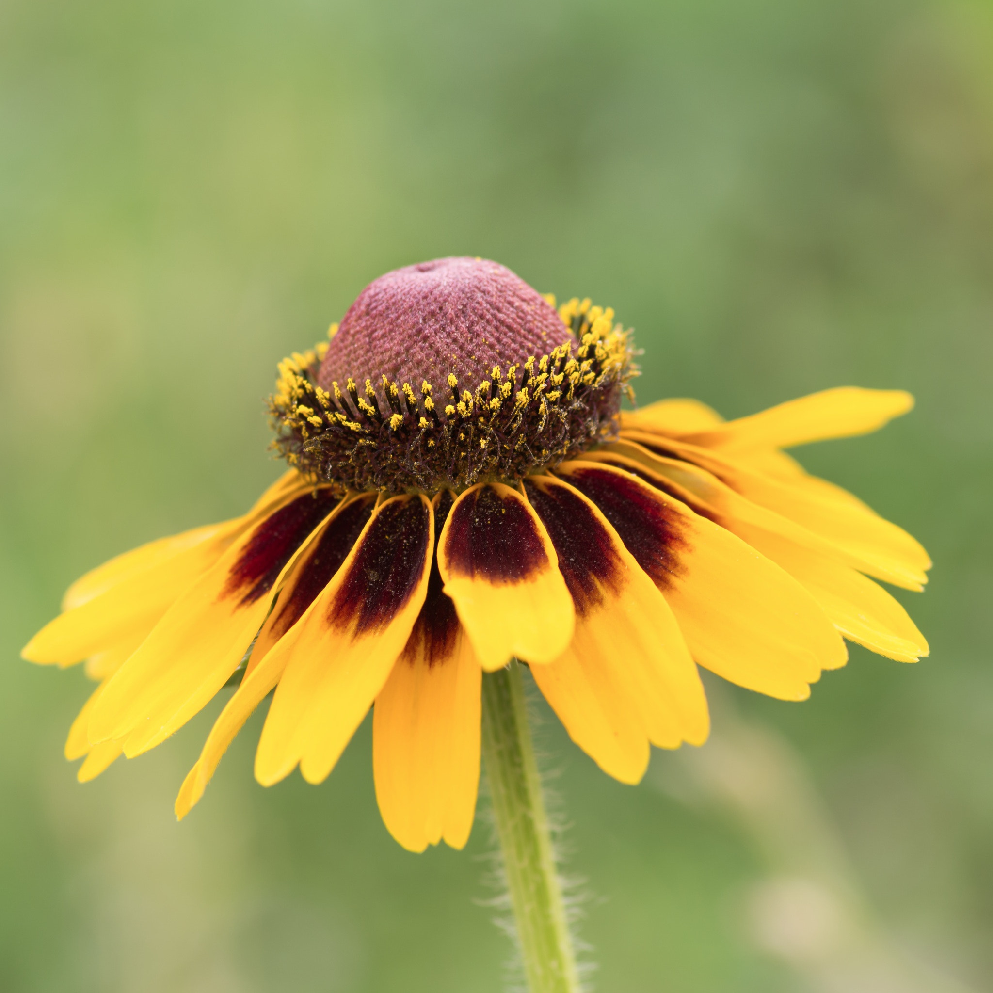 Pentax smc D-FA 100mm F2.8 Macro WR sample photo