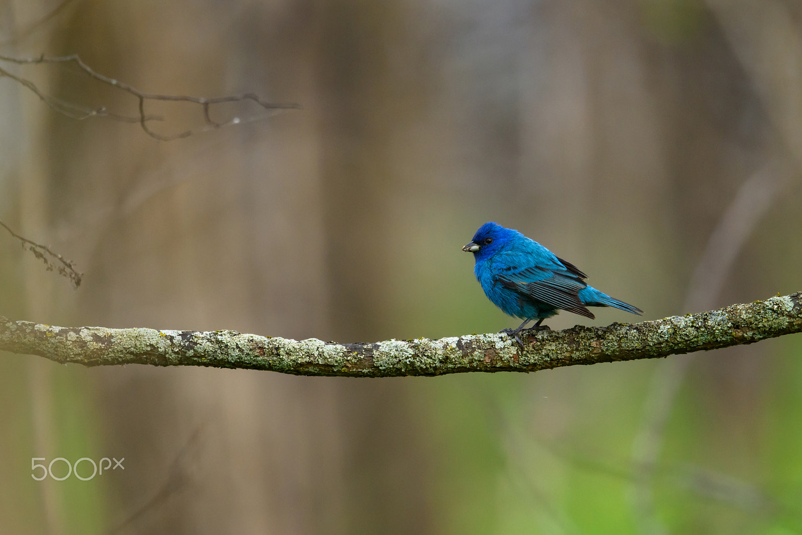 Nikon AF-S Nikkor 500mm F4E FL ED VR sample photo. Indigo bunting pauses in the woods photography
