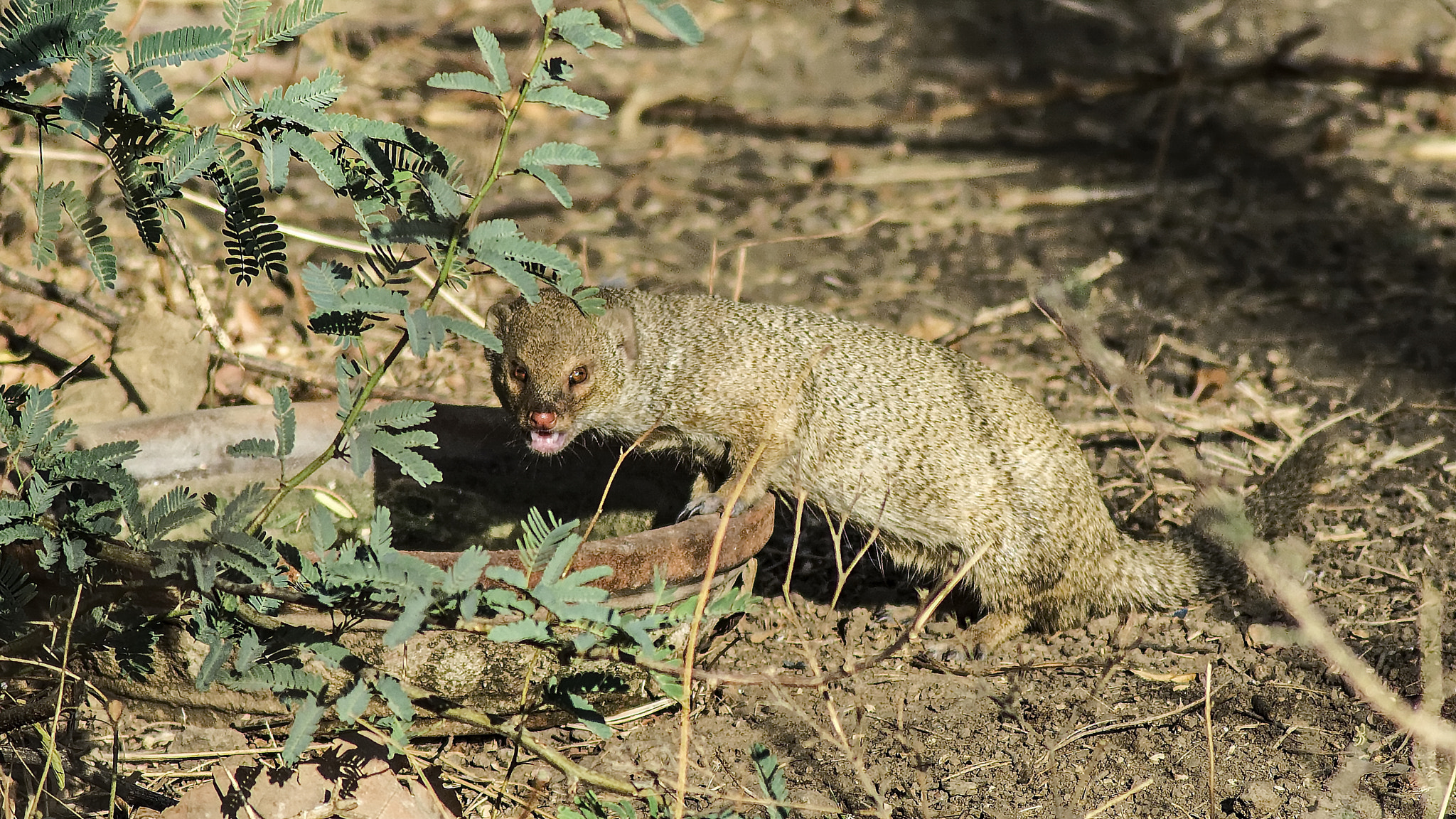 Tamron AF 70-300mm F4-5.6 Di LD Macro sample photo. Indian mongoose photography