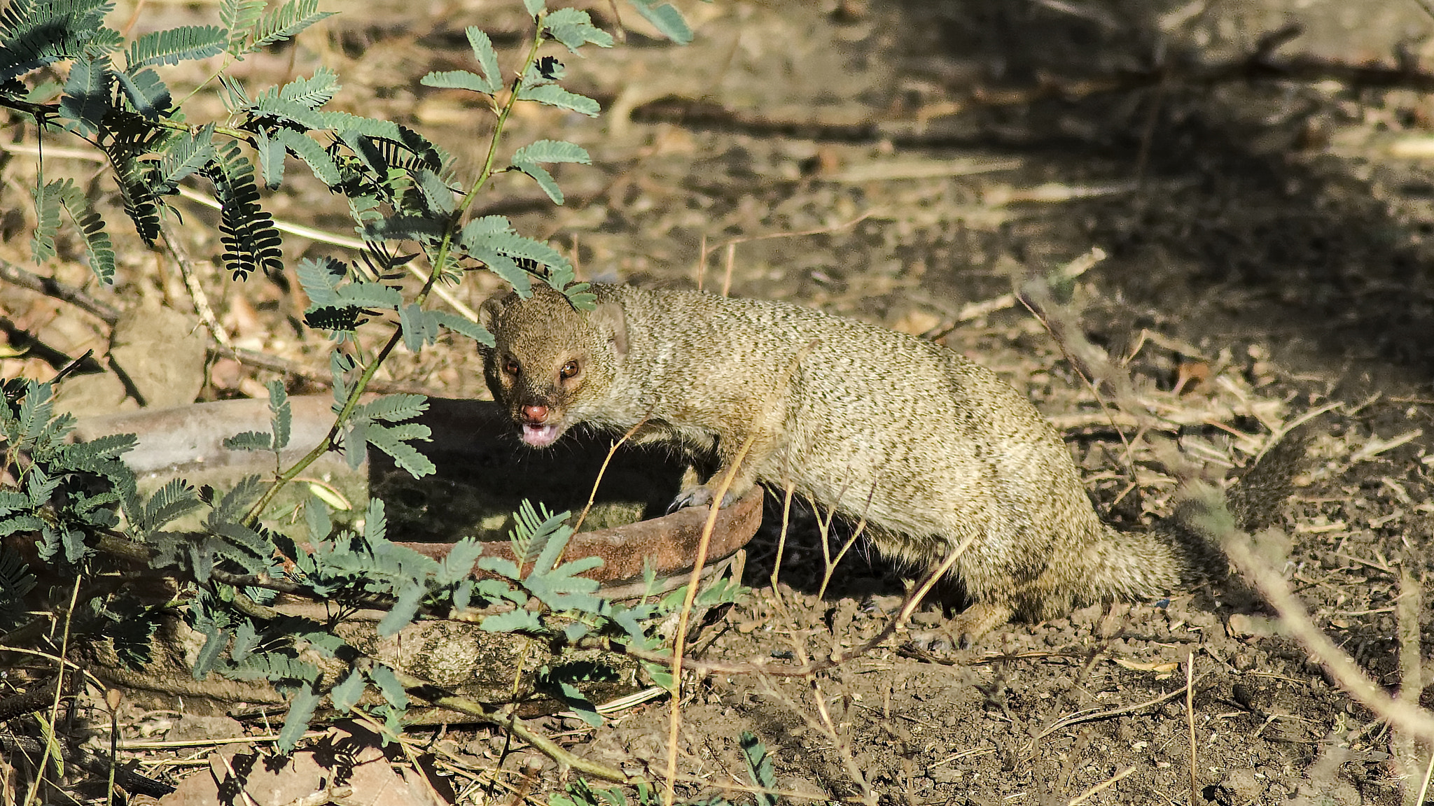 Pentax K-50 + Tamron AF 70-300mm F4-5.6 Di LD Macro sample photo. Indian mongoose photography