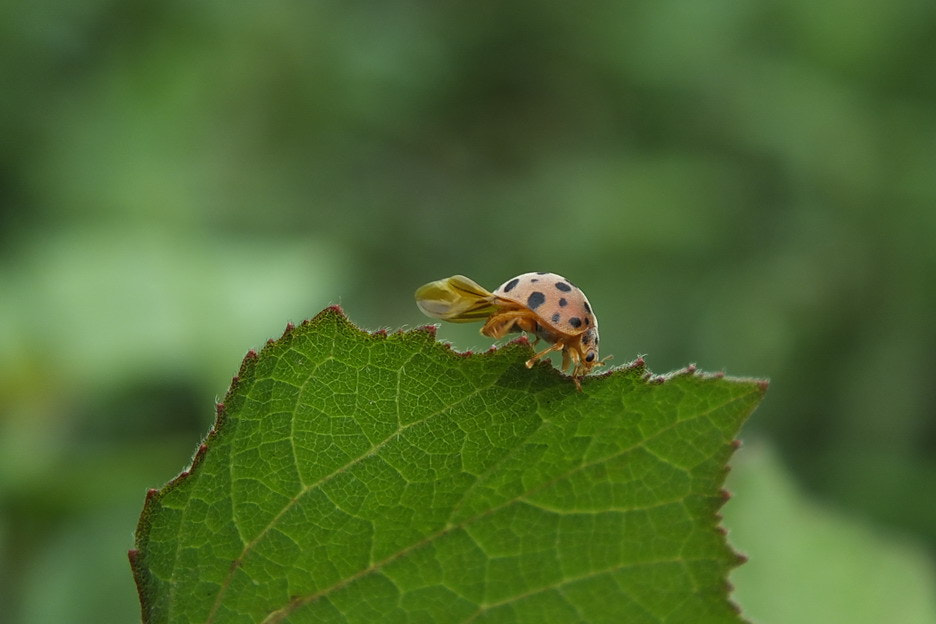 FujiFilm FinePix HS20 EXR (FinePix HS22 EXR) sample photo. 叶上行 photography