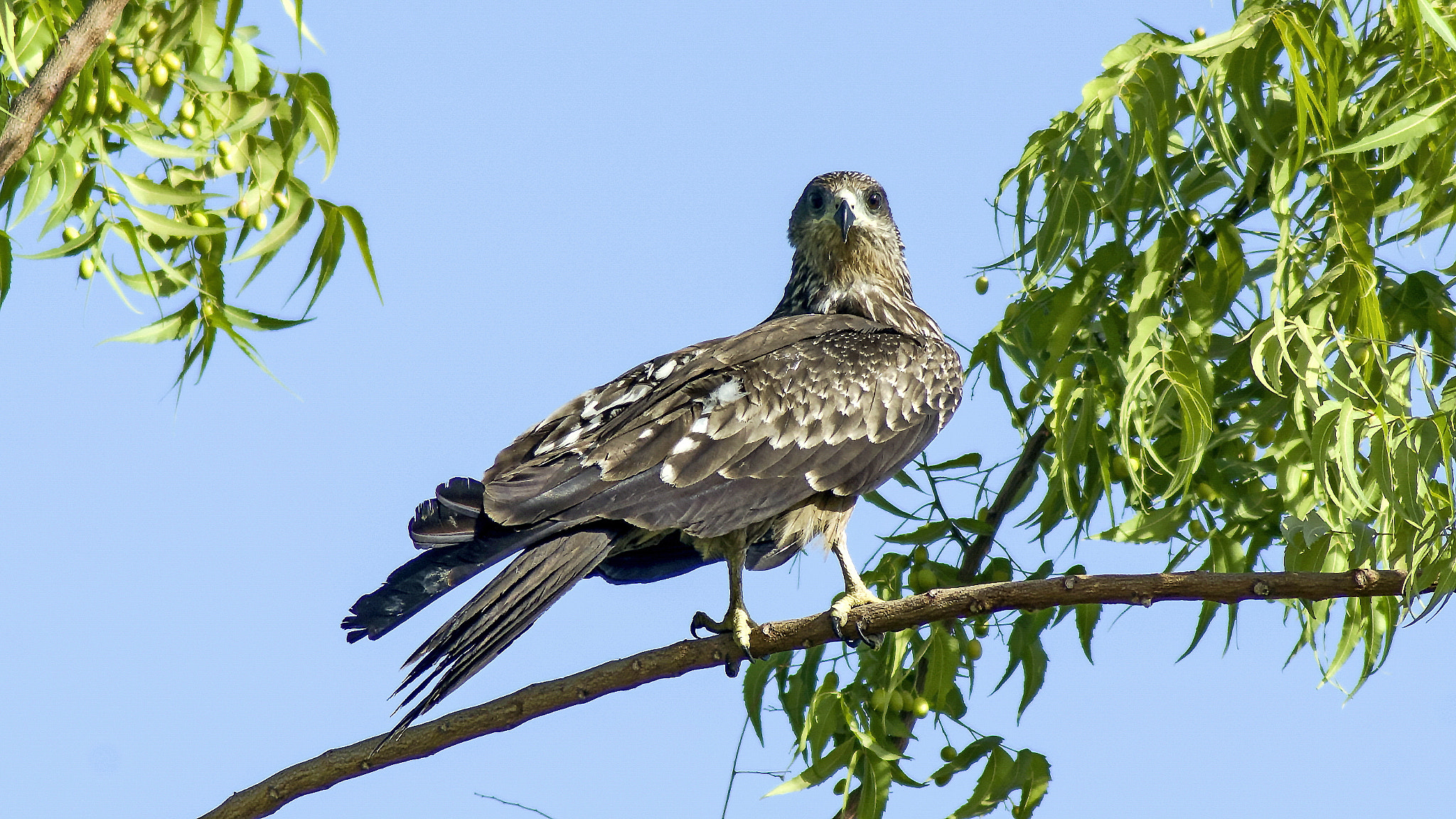 Tamron AF 70-300mm F4-5.6 Di LD Macro sample photo. Kite photography