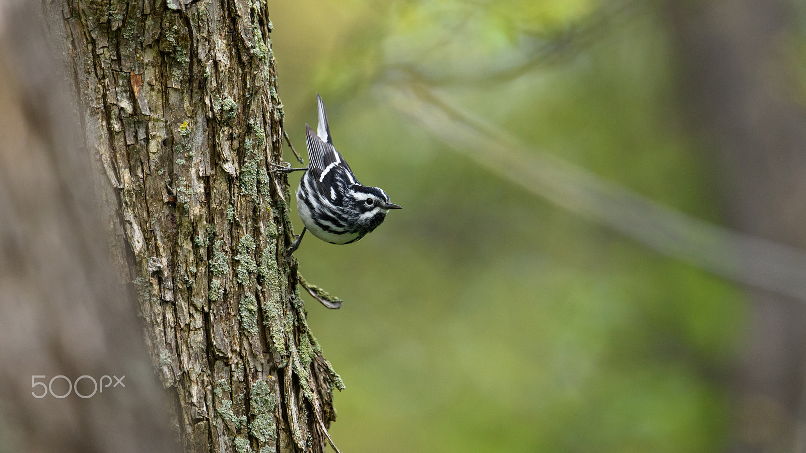 Nikon AF-S Nikkor 500mm F4E FL ED VR sample photo. Plotting the next move photography